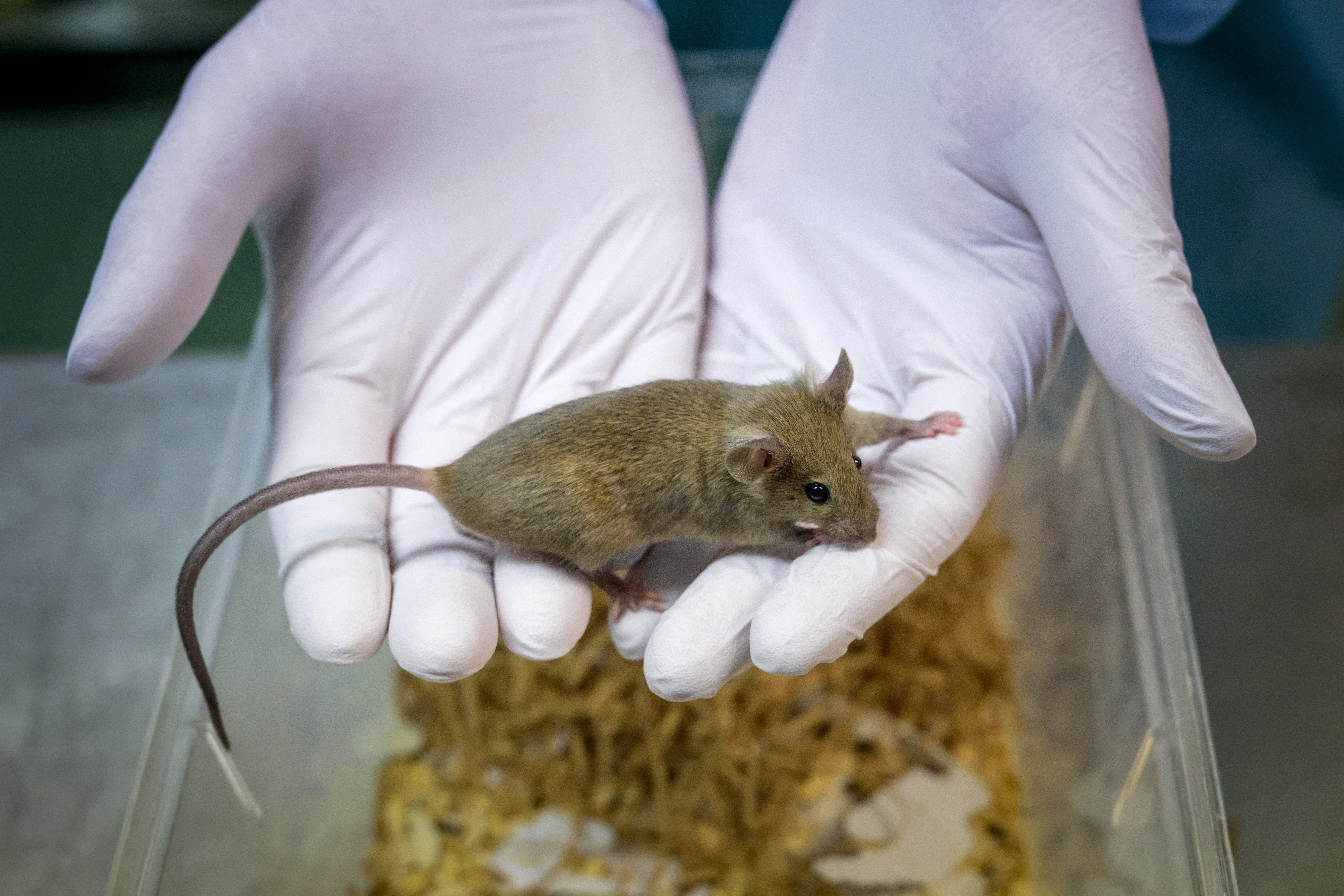 A zootechnician holds a laboratory mouse at the University of Geneva