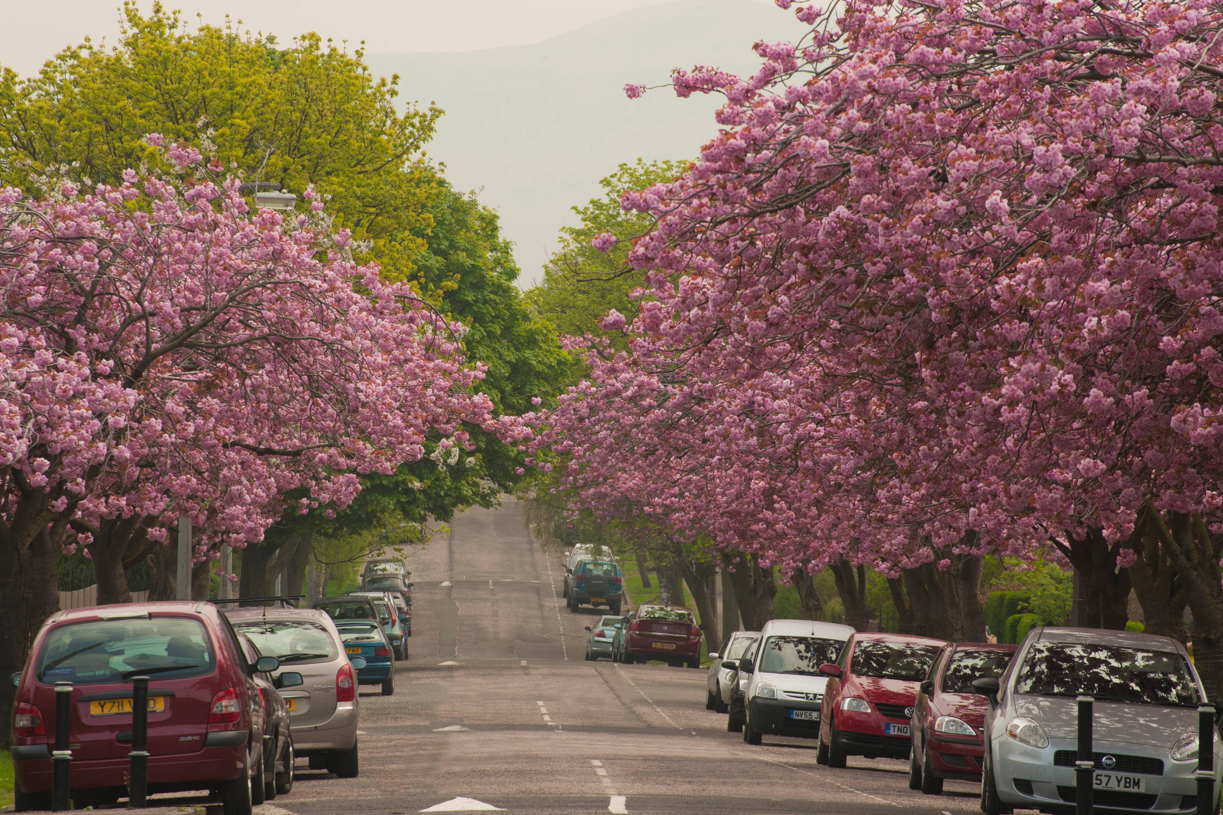 Trees lining a street are pictured as a new map of non-woodland trees is released (Forestry Commission/PA)