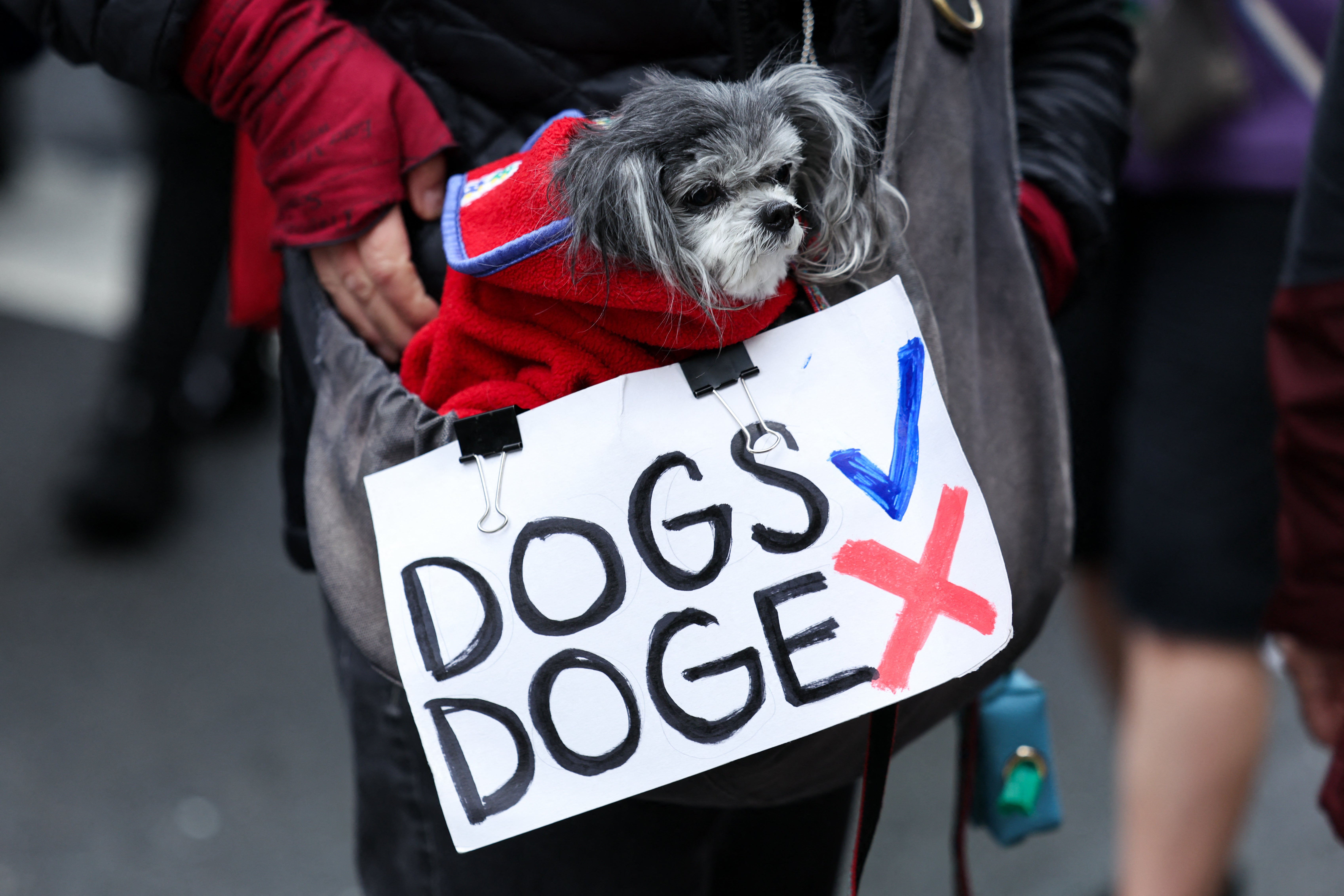 A demonstrator in New York City held a sign next to a dog indicating the approval of dogs but not DOGE, the Elon Musk-led cost-cutting arm of the federal government that has slashed contracts and executed mass layoffs