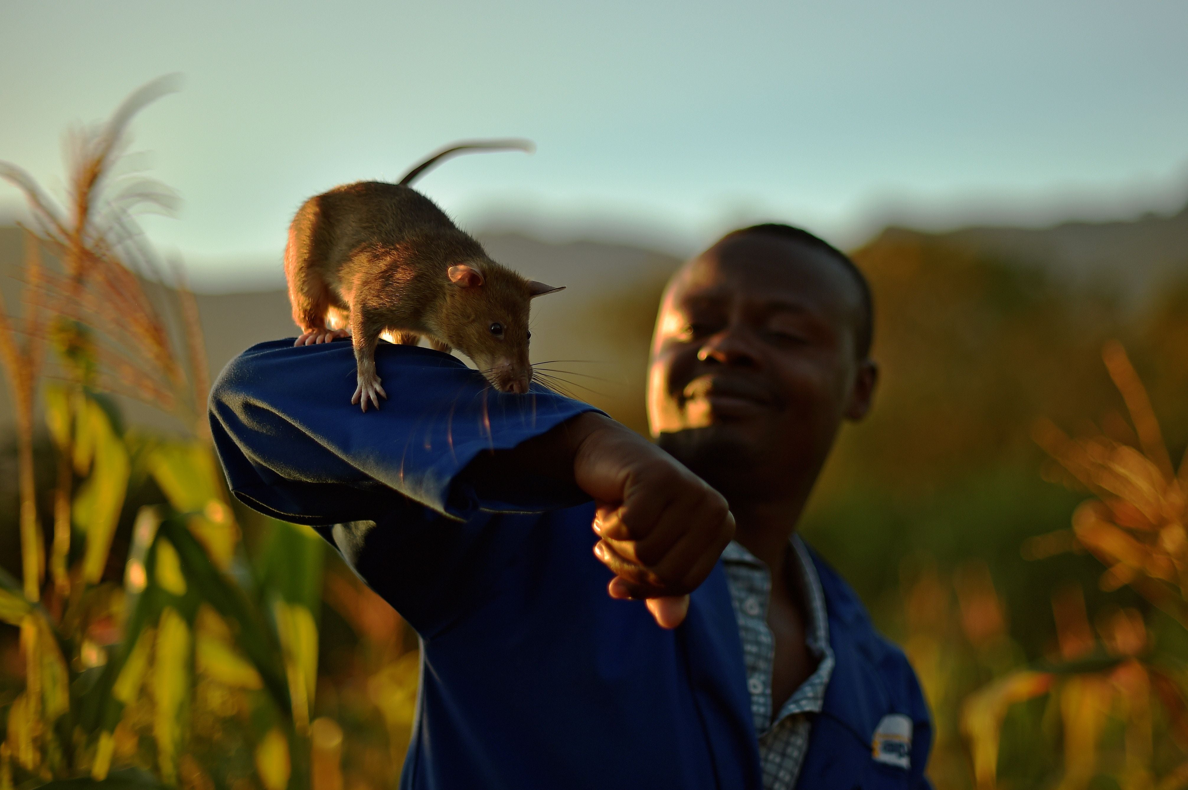 A rat handler carries on his arm an African giant pouched rat at Apopo’s training facility in Morogoro