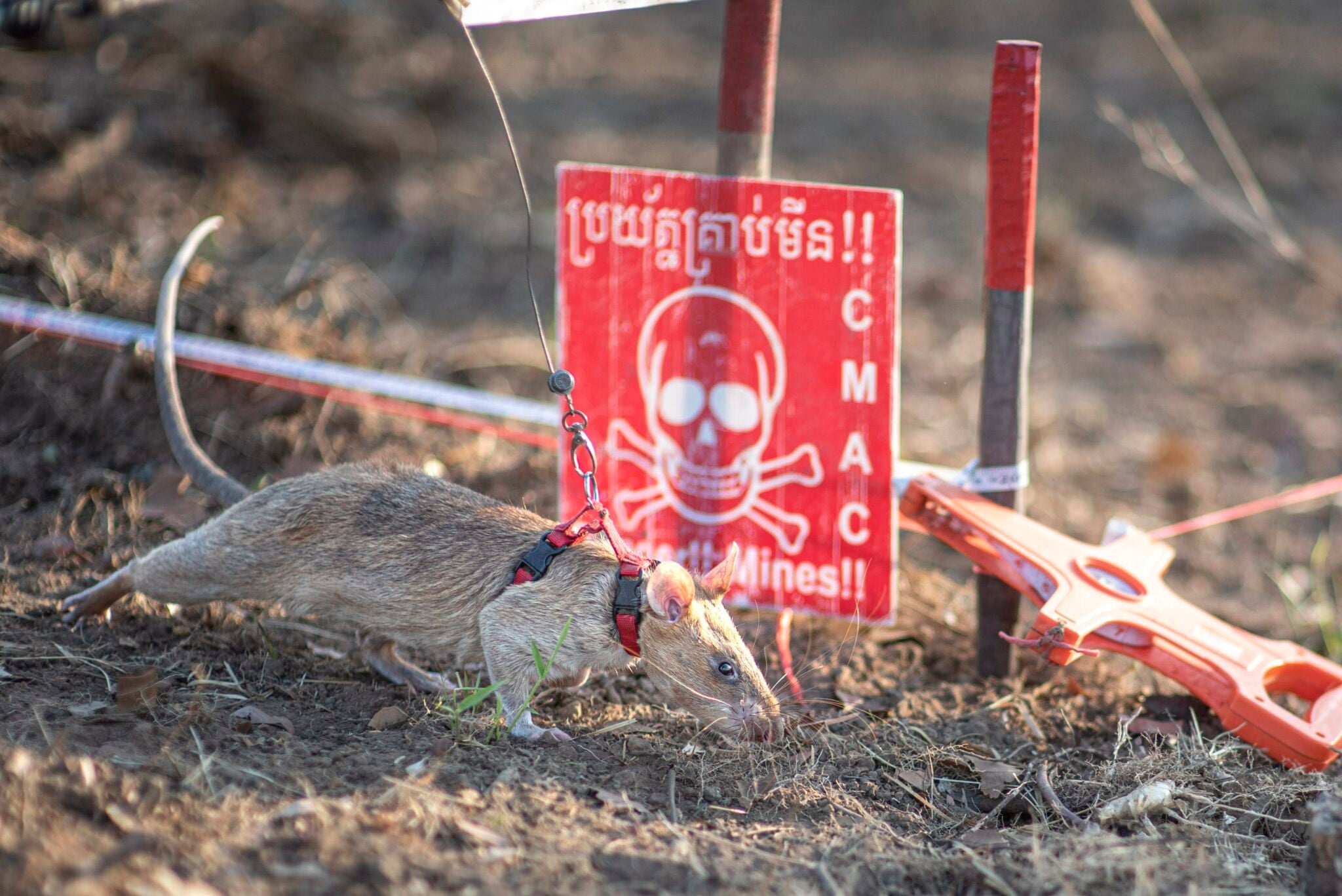 Ronin, the African giant pouched rat, has been recognised by the Guinness Book of World Records