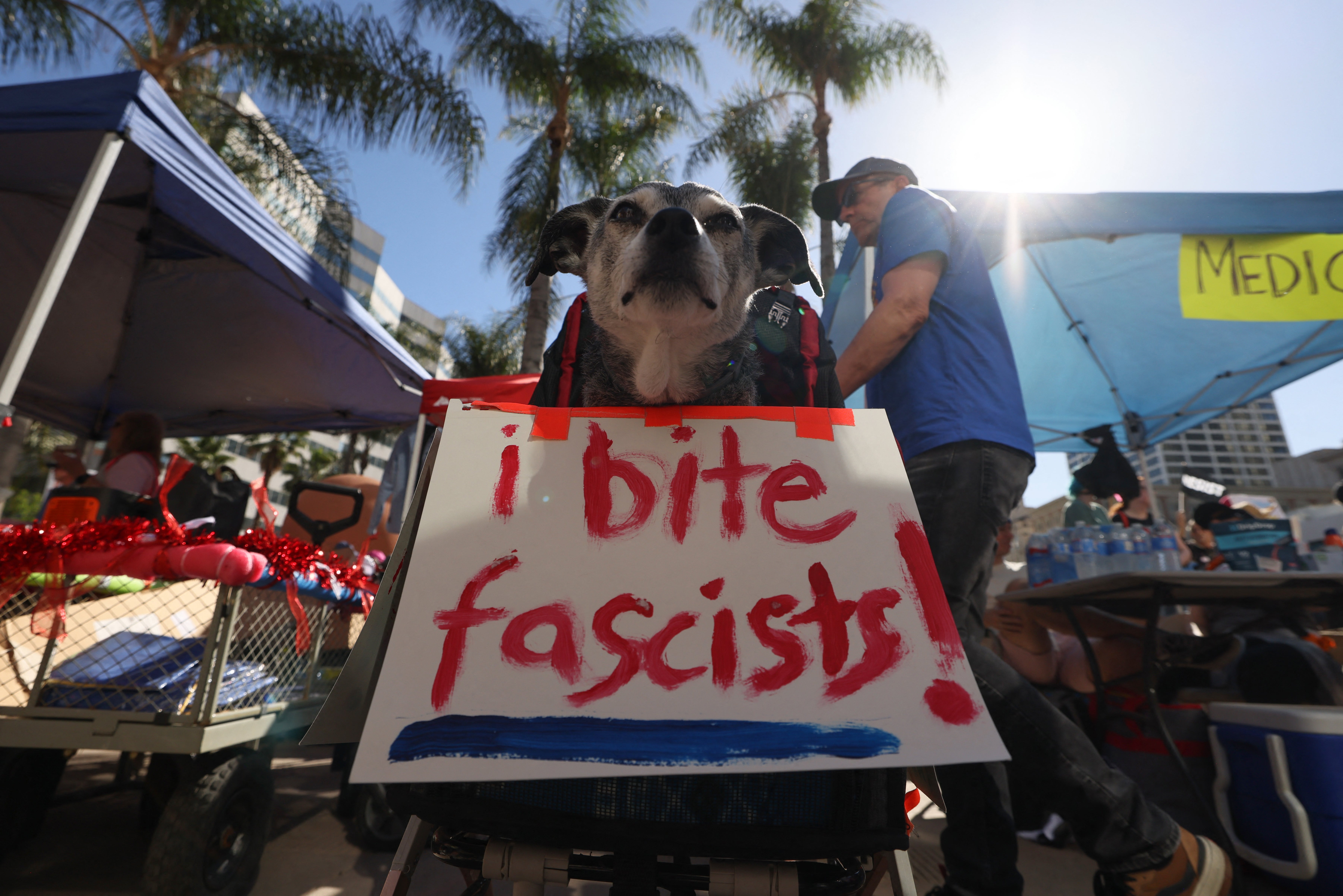 A dog wears a sign reading ‘I bite fascists’ in downtown Los Angeles