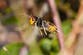 Warning over surge in population of Asian hornets after ‘unprecedented’ early sightings
