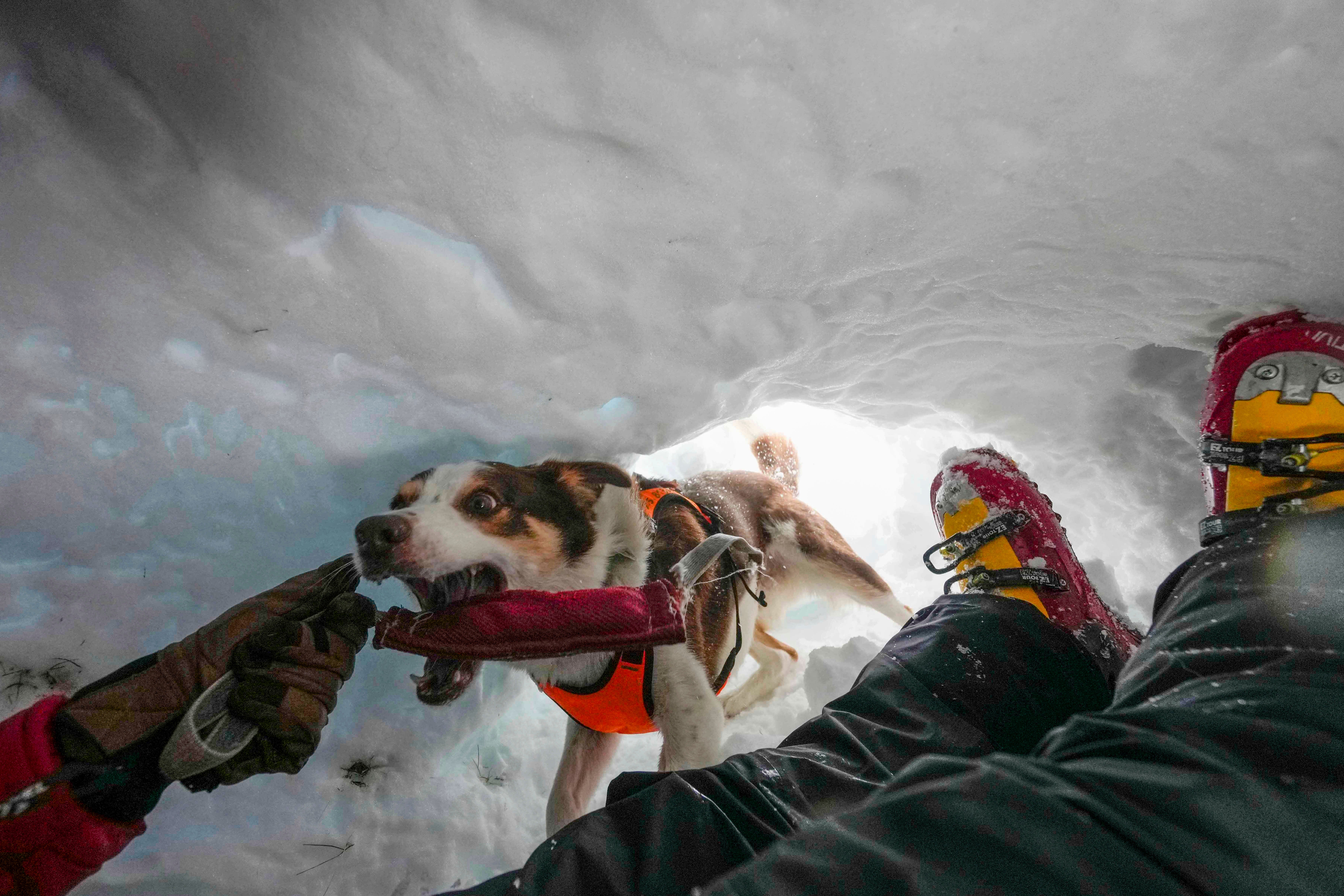 Italy Avalanche Rescue Dogs