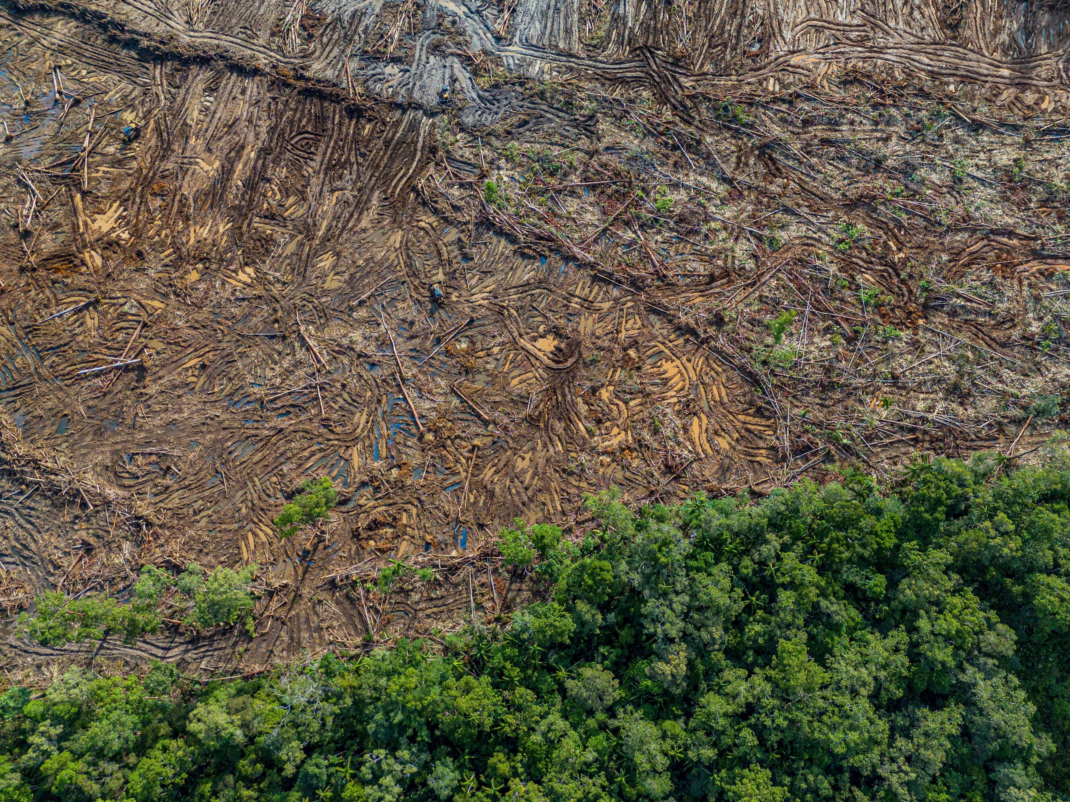 Indonesia Deforestation Bioethanol