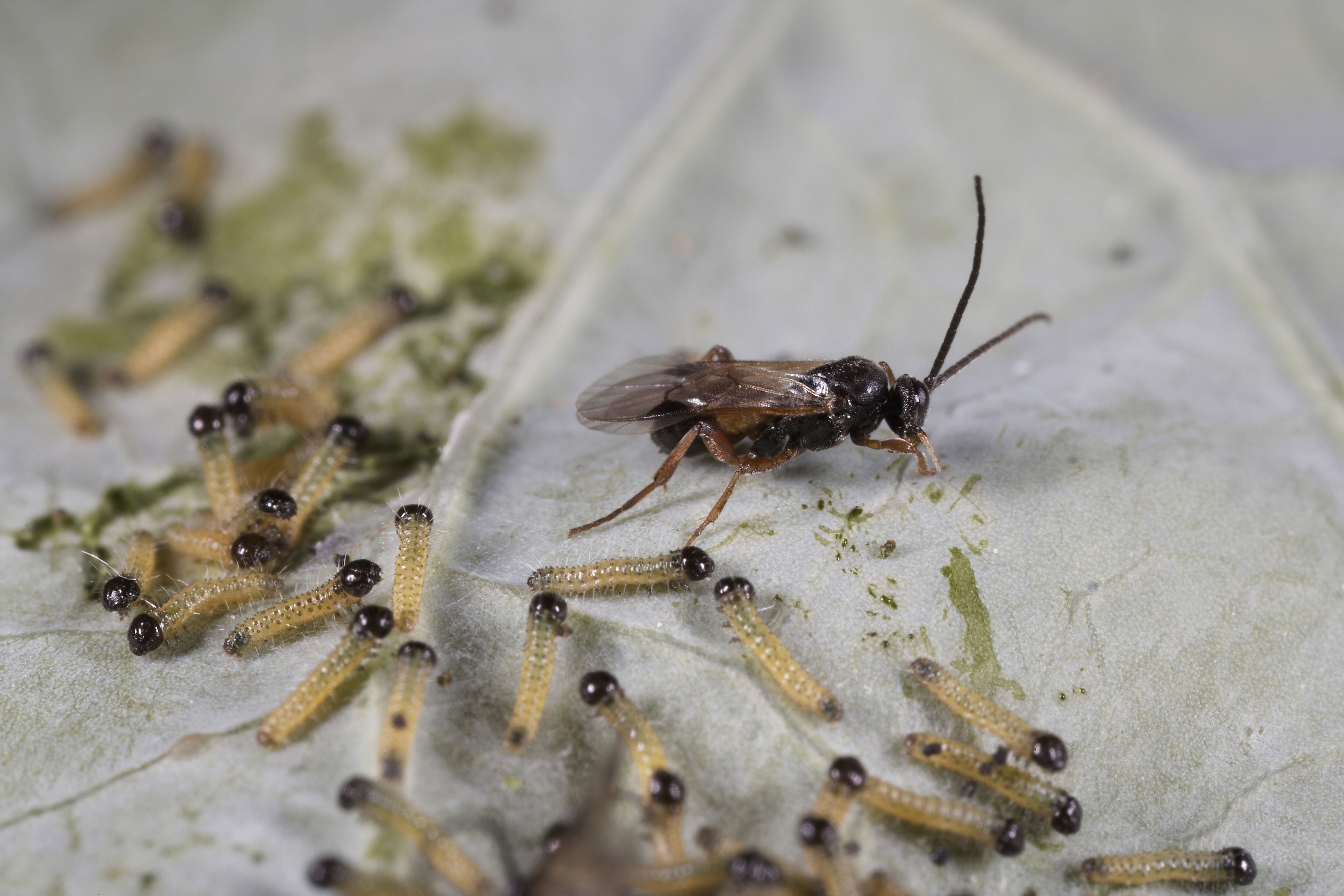 A parasitic wasp lays eggs on white caterpillars (Alamy/PA)