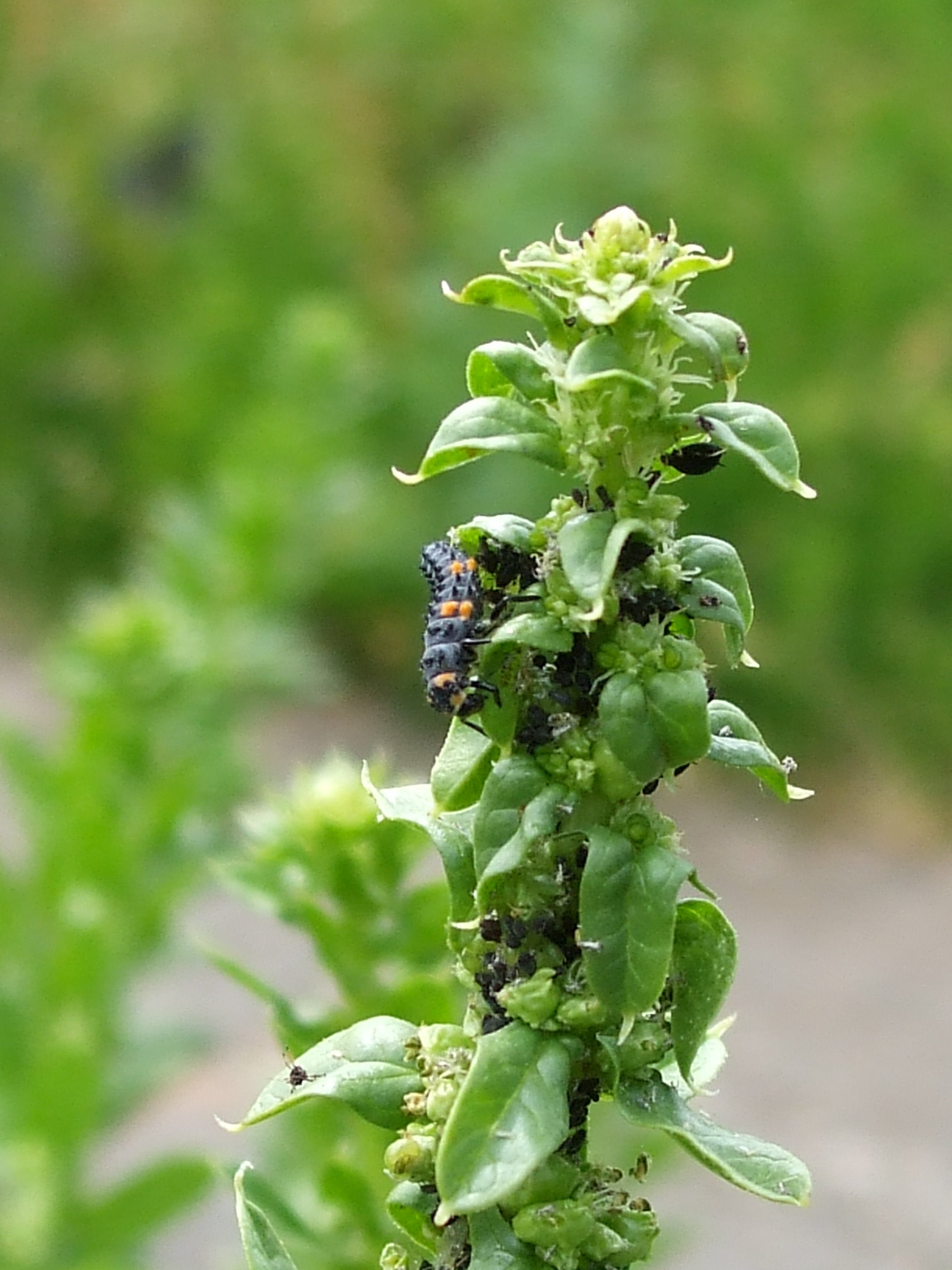 Ladybird larvae feast on aphids (Garden Organic/PA)
