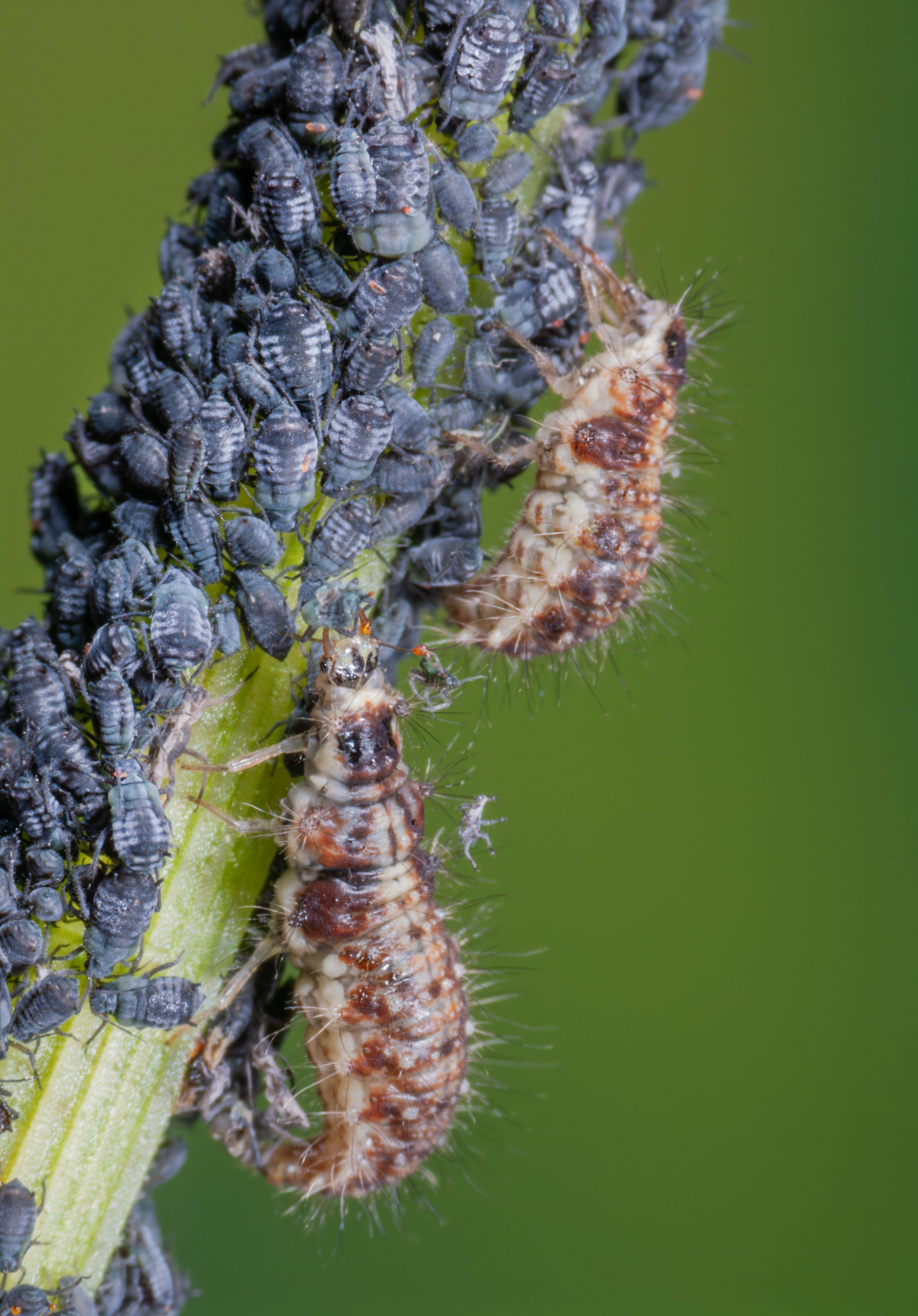 Lacewing larvae feeding on aphids (Alamy/PA)