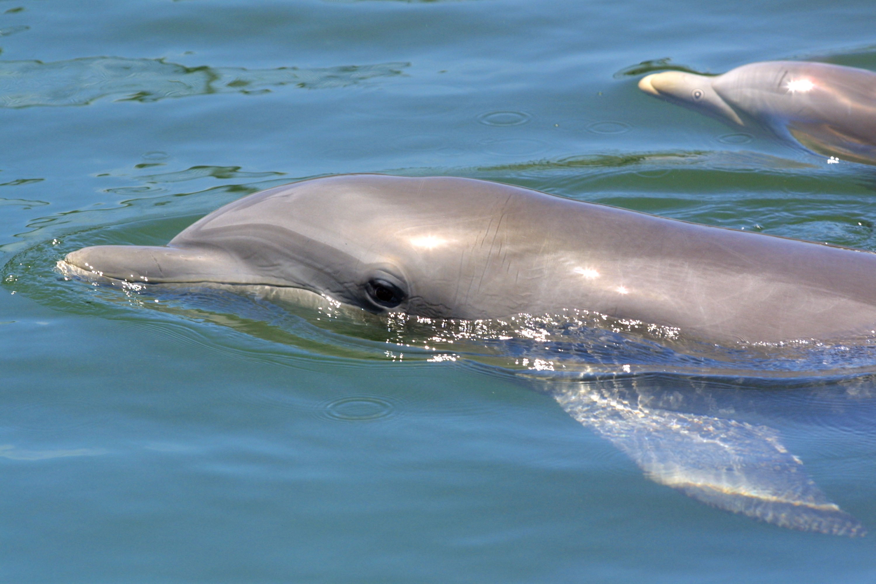 In the wild, bottlenose dolphins can live for between 40 and 60 years. Recent estimates show there are just over 1,000 living in Florida’s Indian River Lagoon along the state’s eastern coast