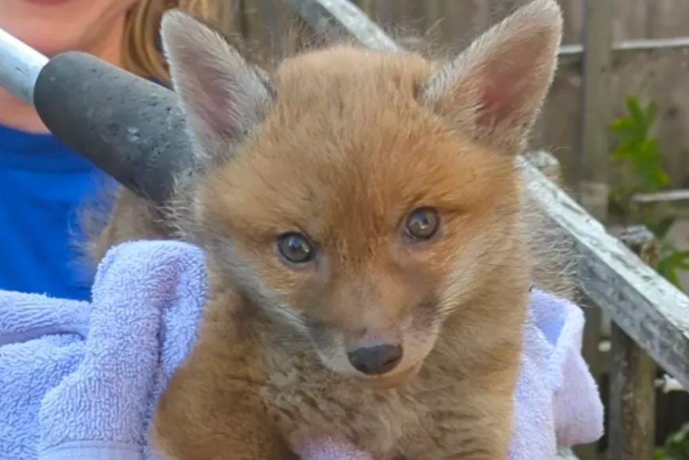 The fox cub was found crying after it became wedged between a fence and a garden wall (RSPCA)