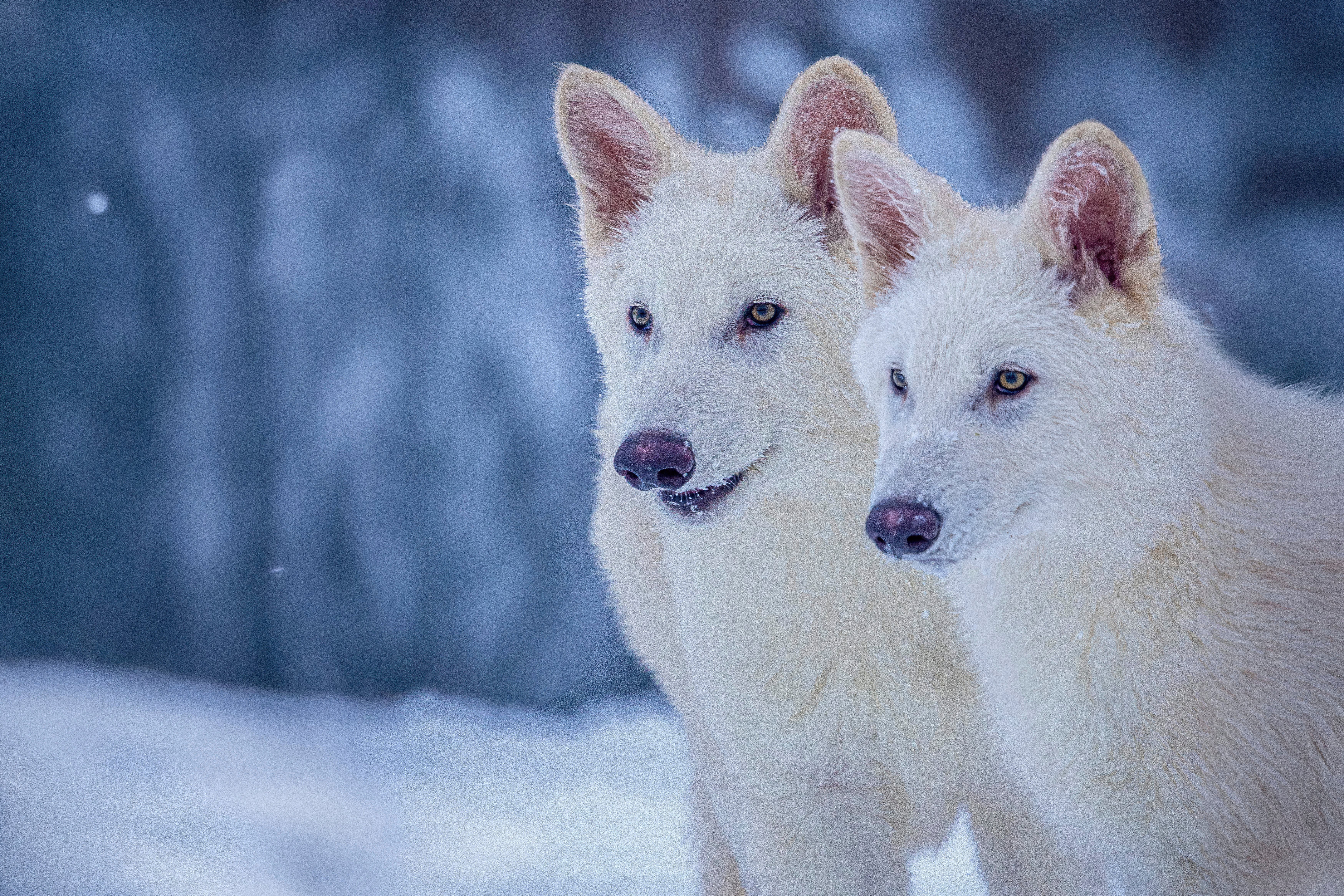 Romulus and Remus, both three months old and genetically engineered with similarities to the extinct dire wolf