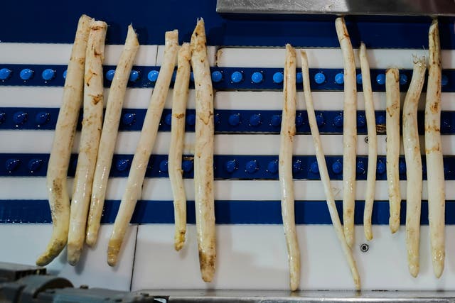 <p>Nobody eats more white asparagus than the Germans – each citizen devours about 1.3kg per year</p>