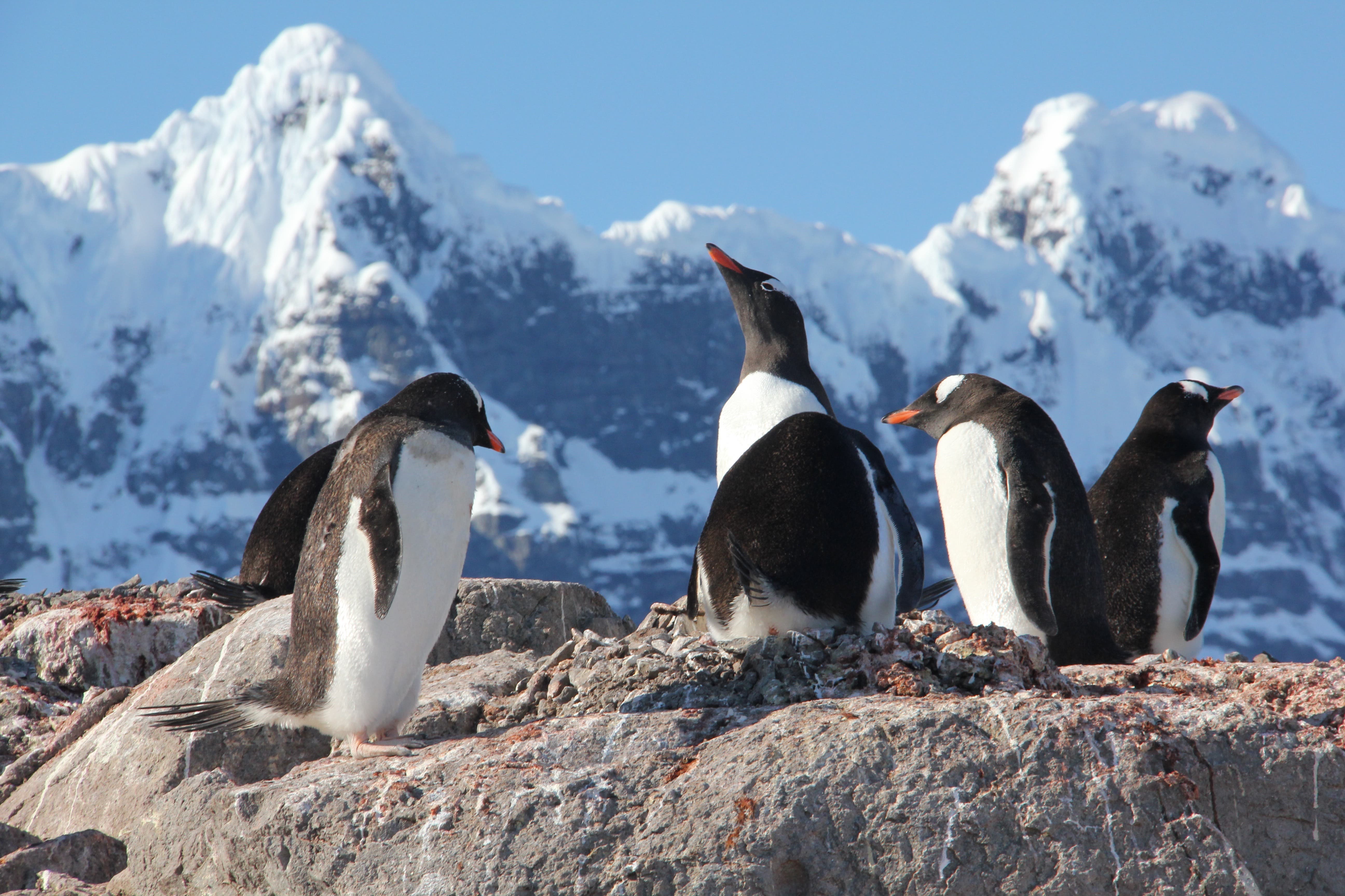 A group of penguins in Antarctica (UKAHT/PA)