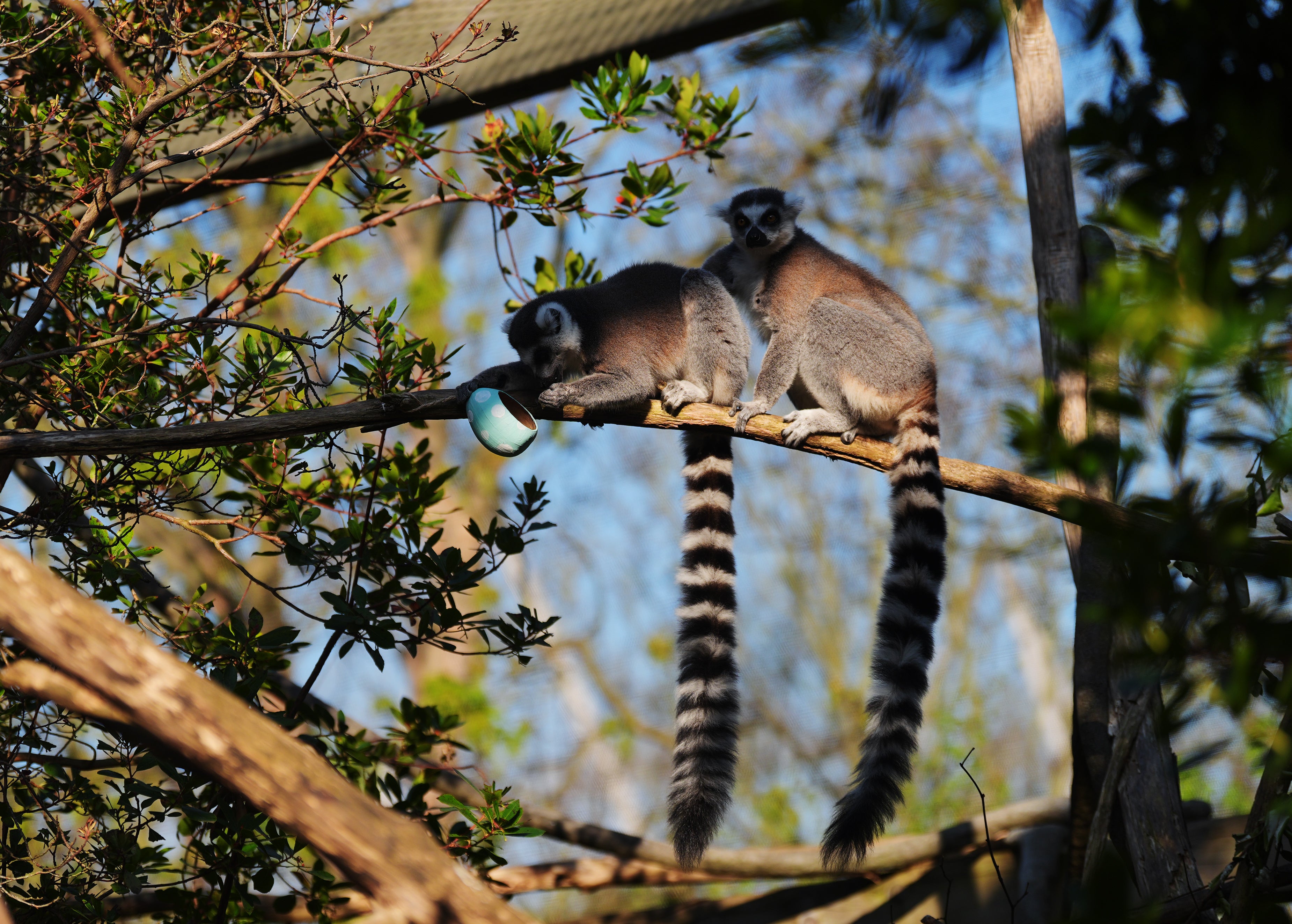 Ring-tailed lemurs at London Zoo