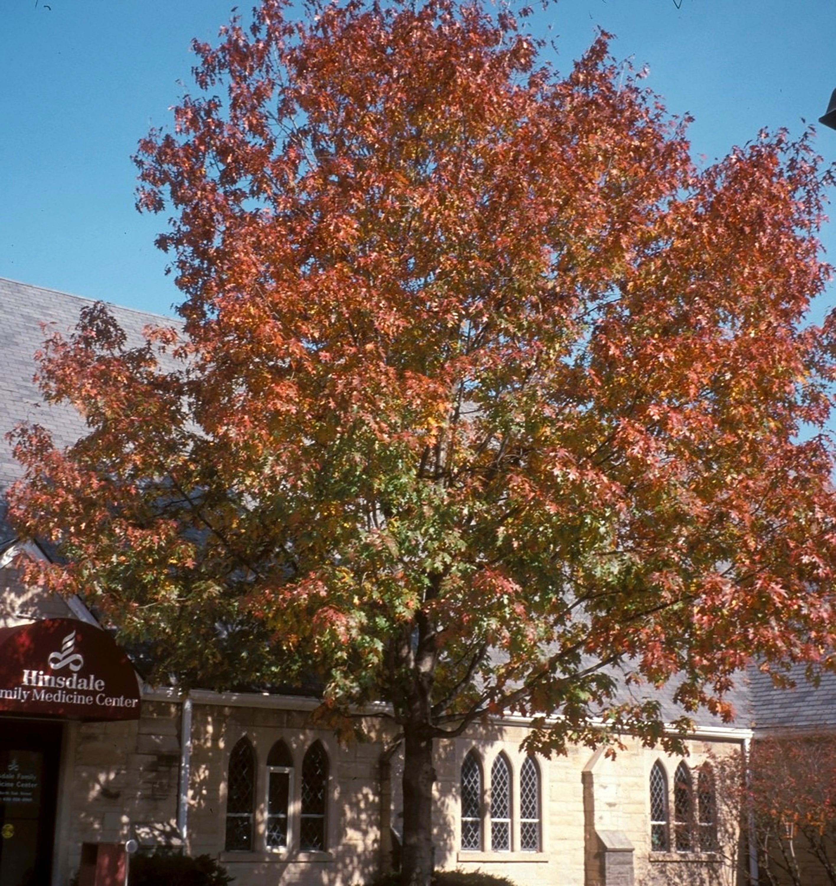 Gardening-Tallamy-Native Plants-Q&A