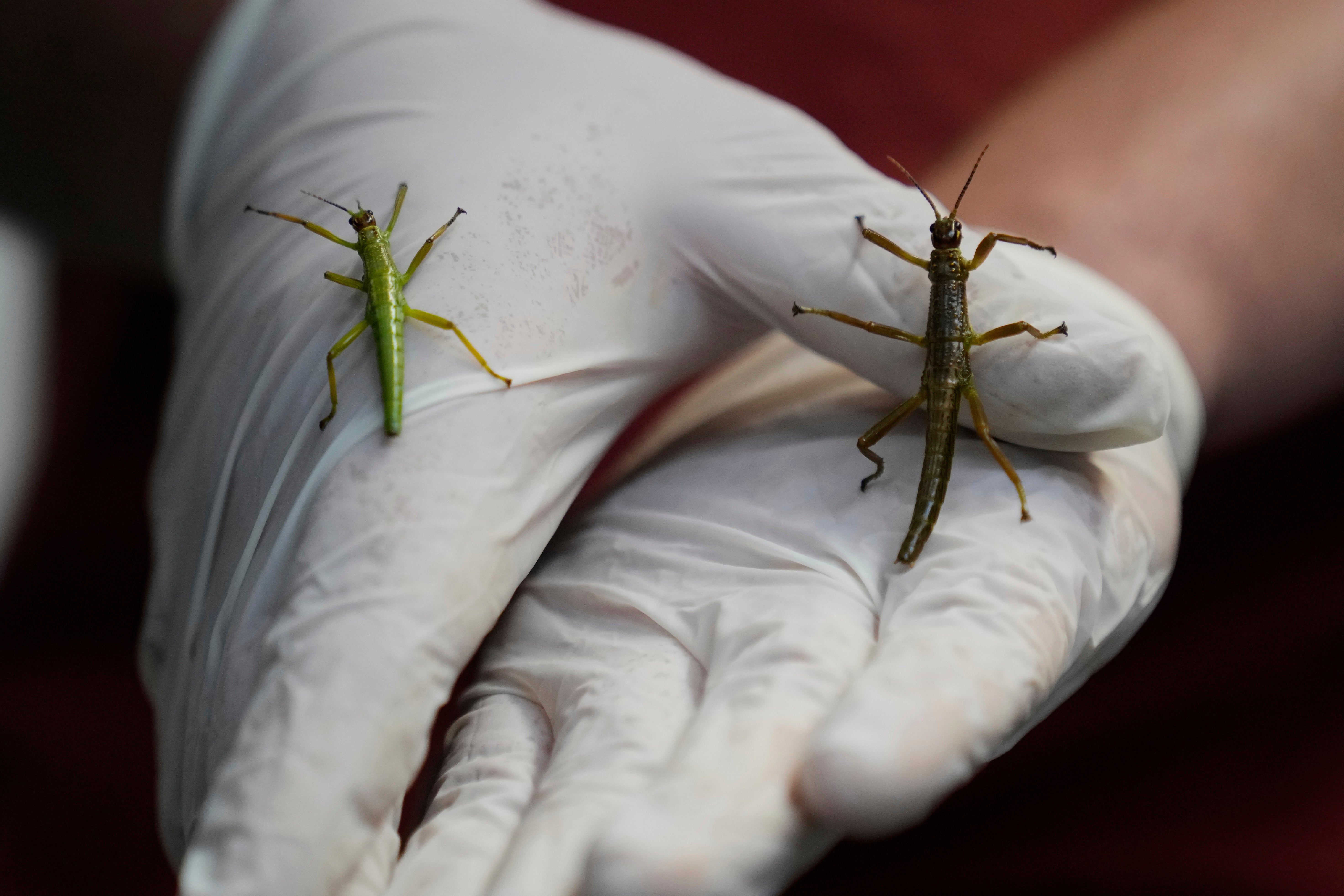 Czech Republic Rare Insect