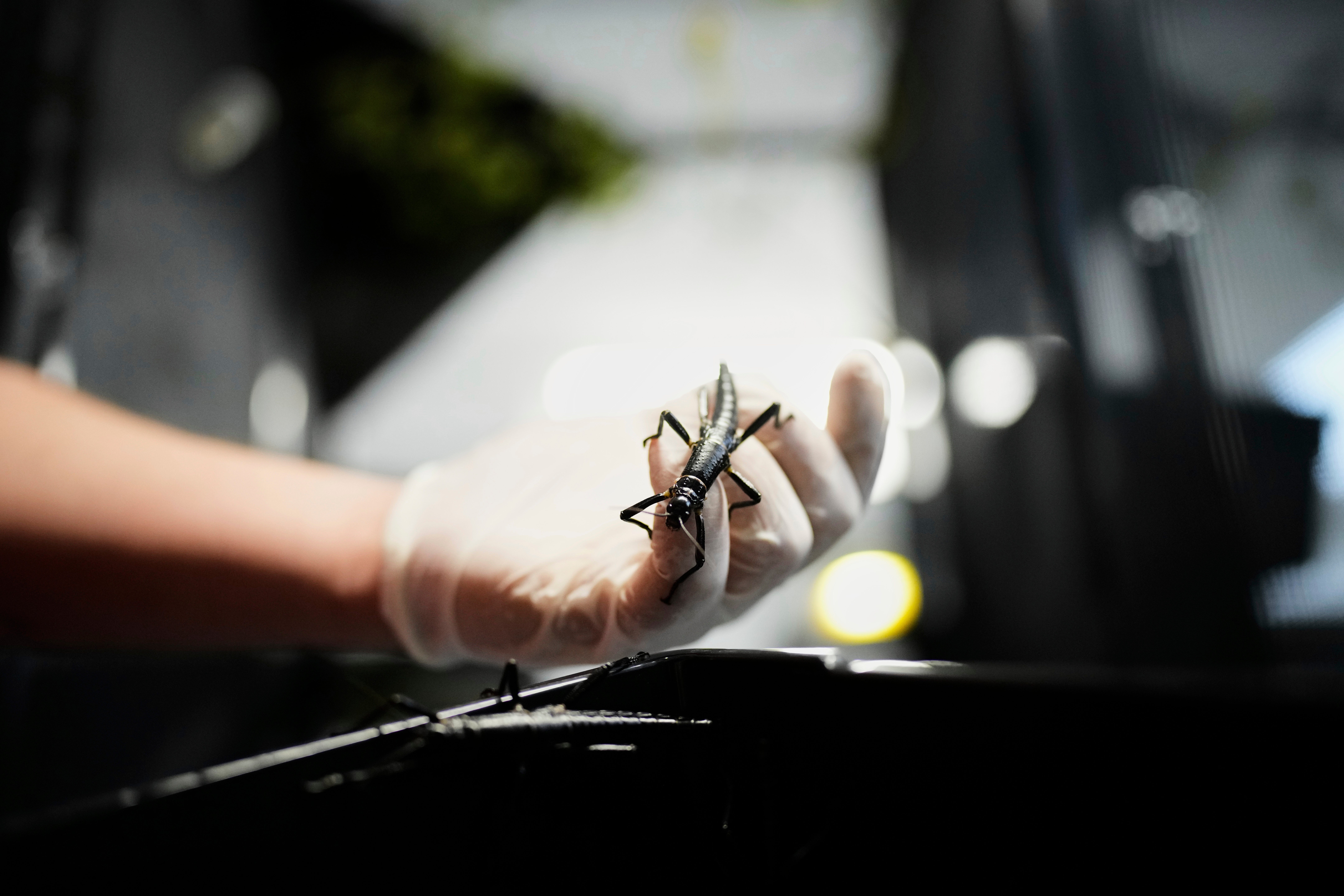 Czech Republic Rare Insect