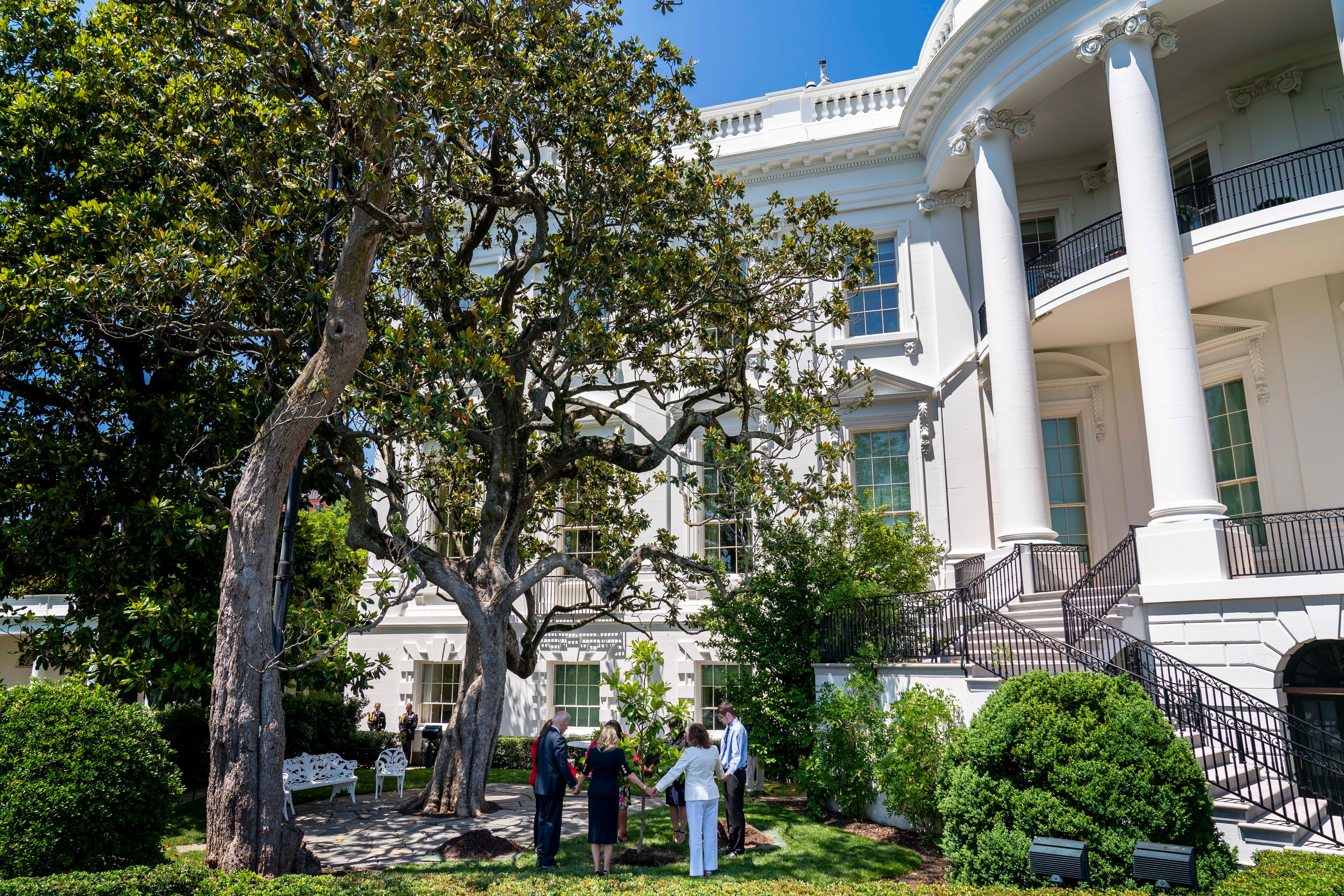 White House Tree