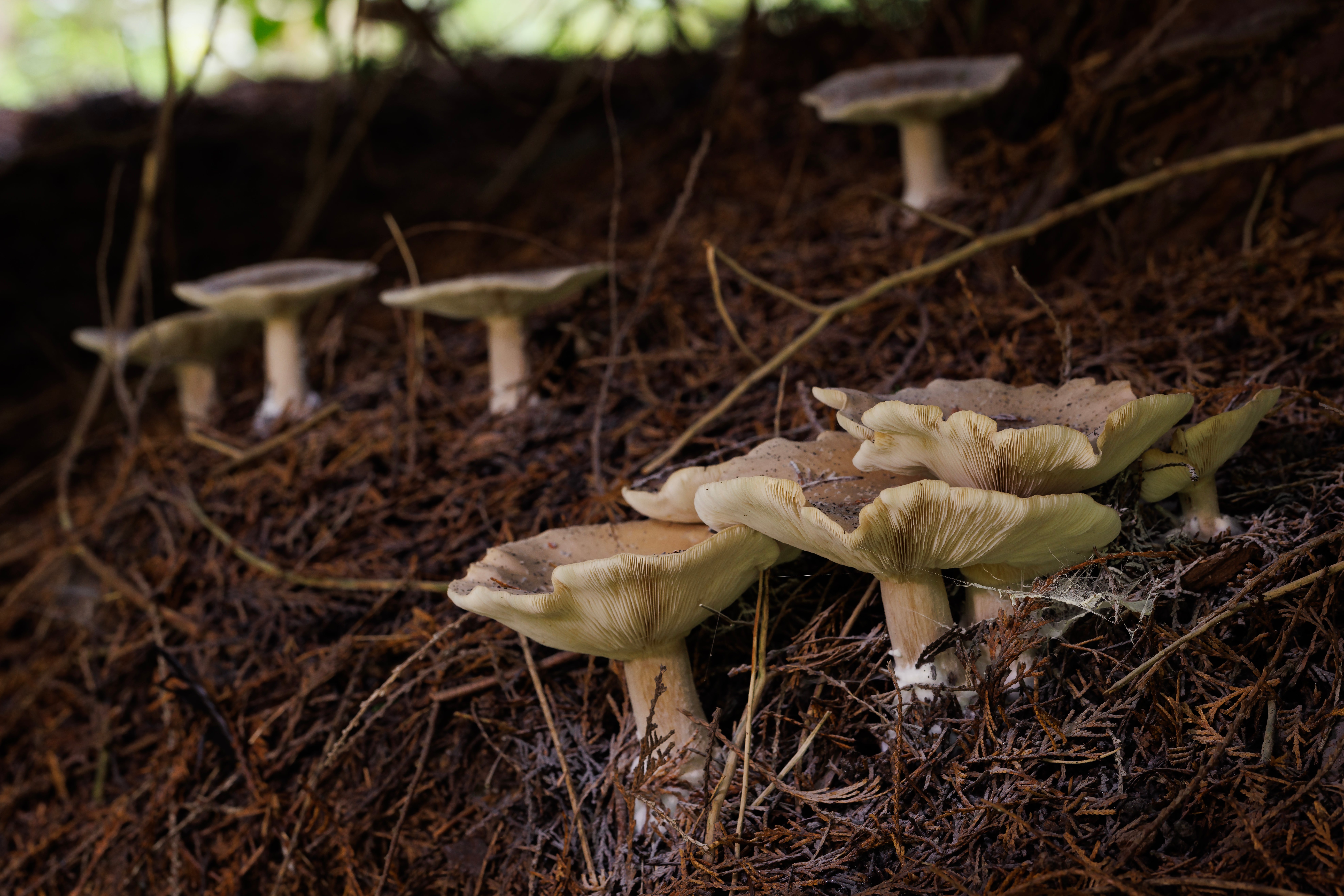 Mushrooms grow on woodland floor at Bedgebury Pinetum