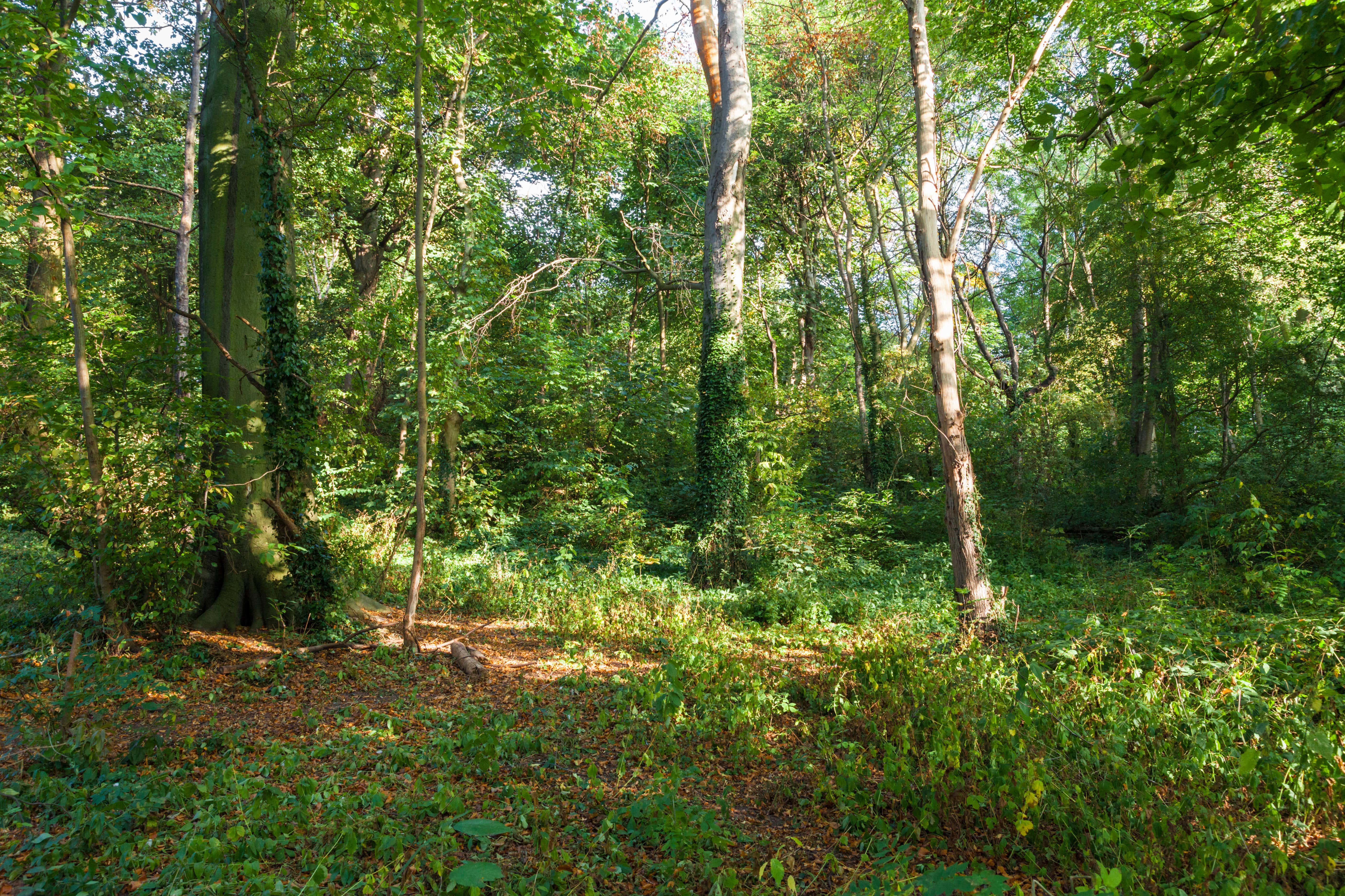 Conservation groups warn habitat such as ancient woodland are at risk from planning reforms (Alamy/PA)