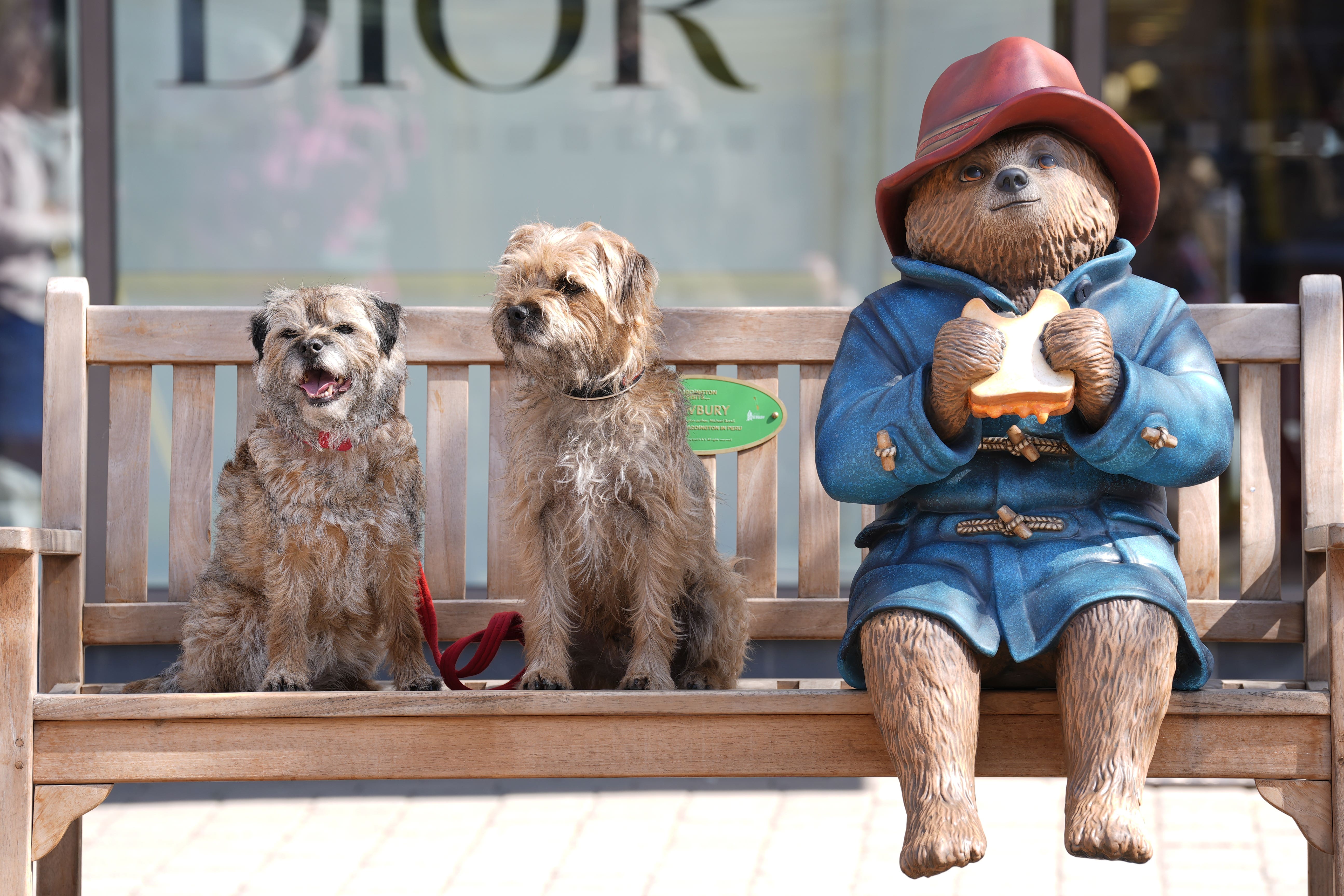 Dogs sit next to a repaired and repainted statue of Paddington Bear in Newbury, Berkshire (Andrew Matthews/PA)