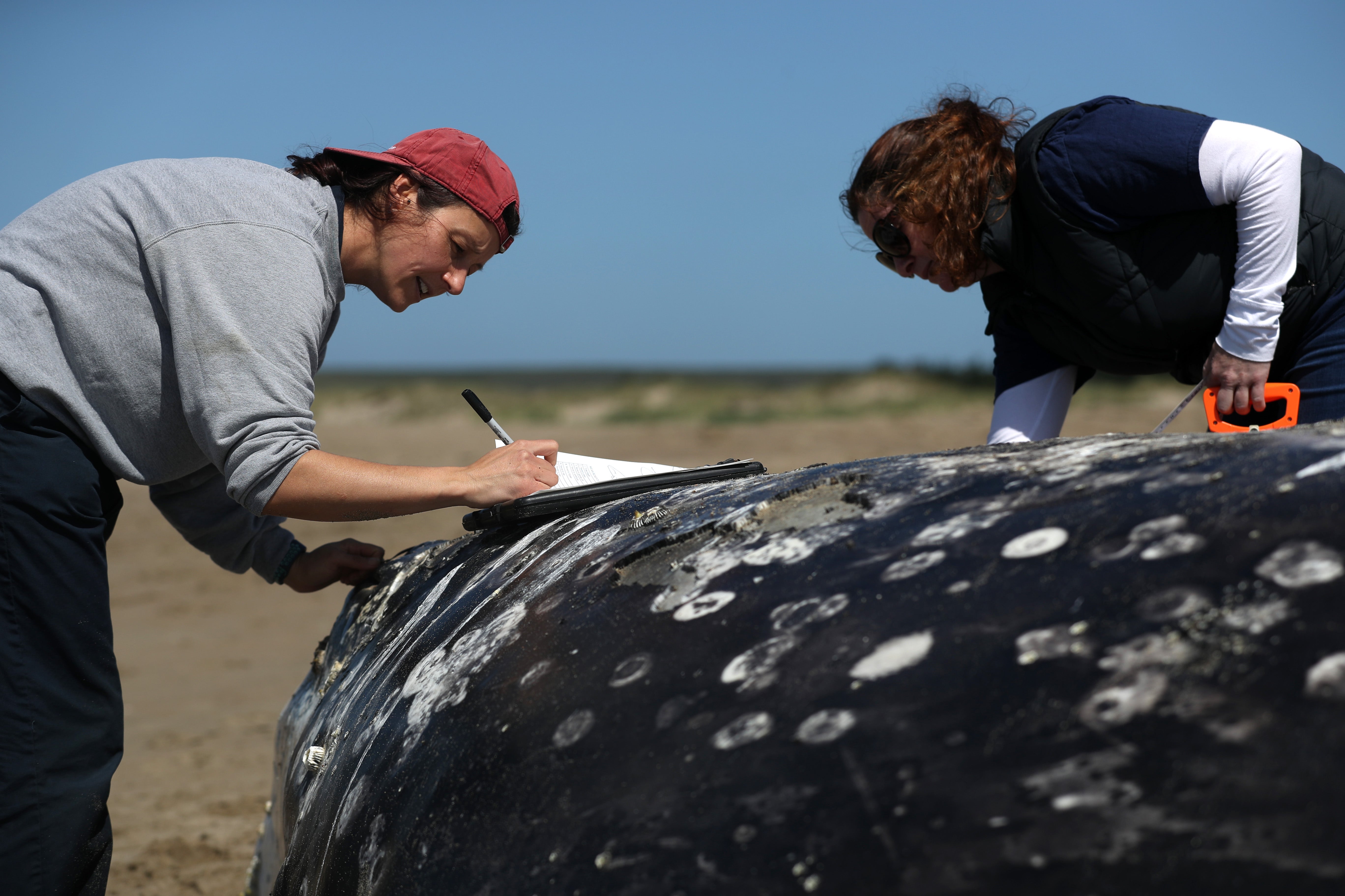 An unusual mortality event declared in 2019 was linked to nutrition. The cause of the deaths was never definitively established