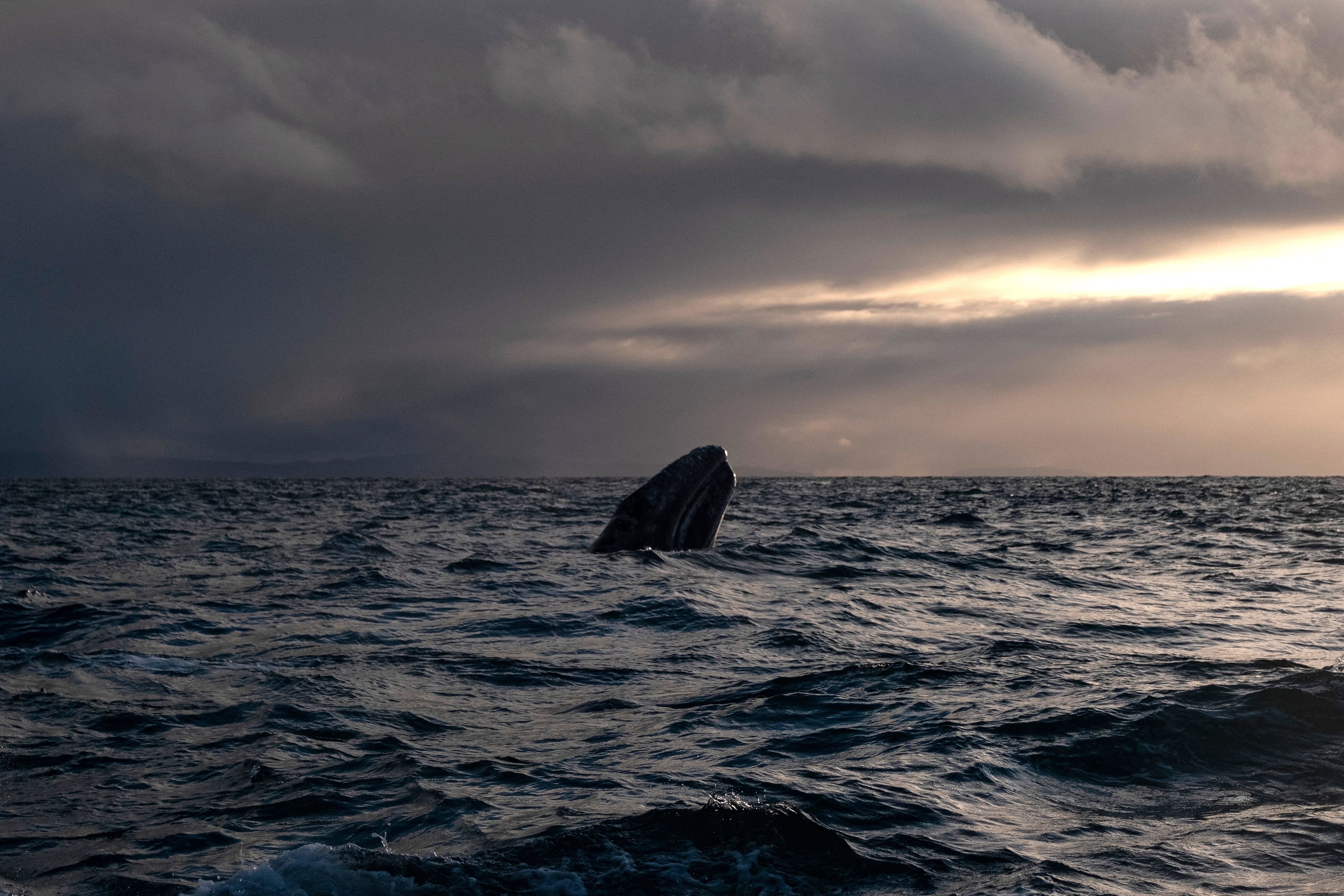 Gray whales travel extremely far to feed. Changes to those ecosystems are driven by humans