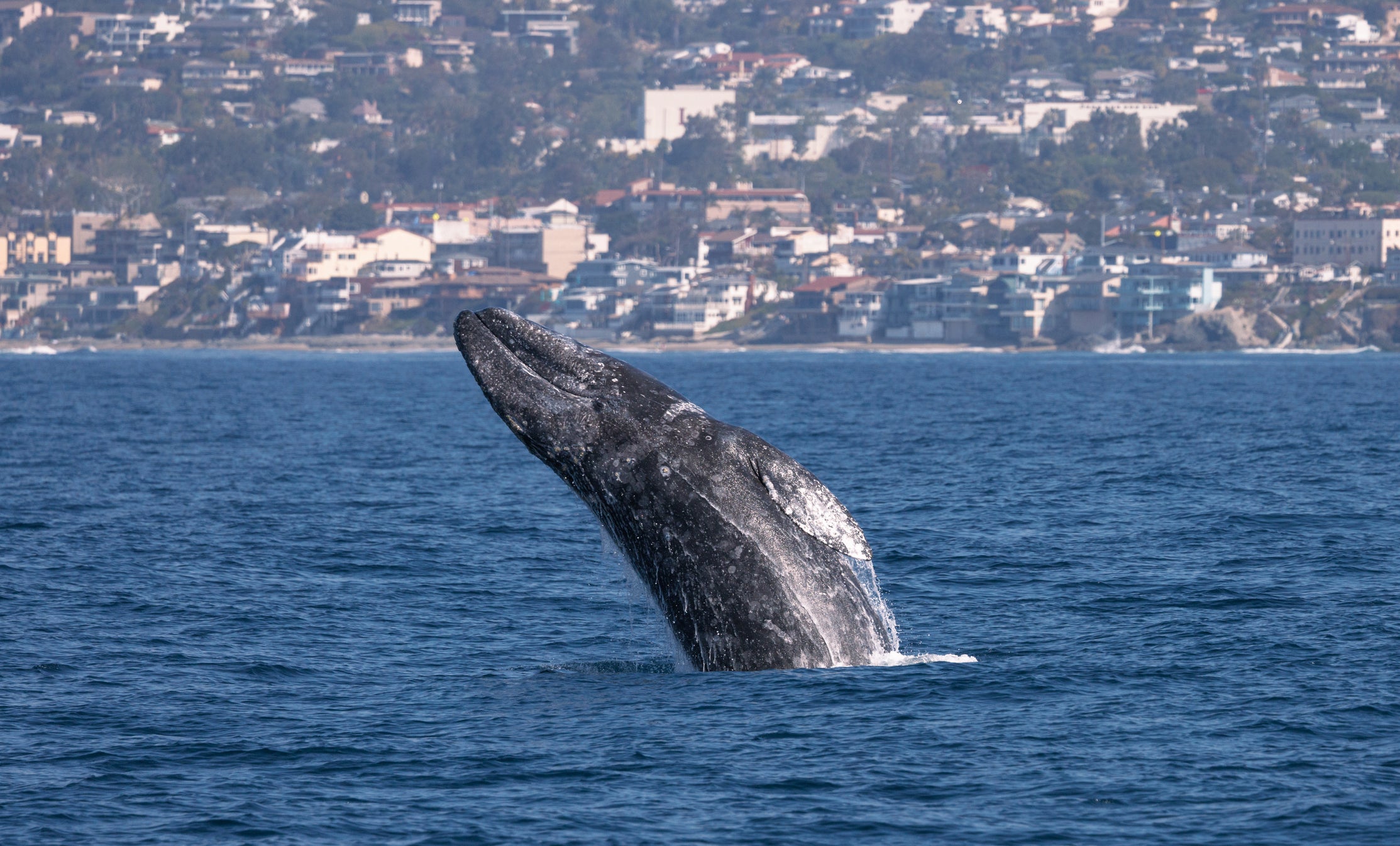 Gray whales are dying in Pacific waters again this year. Their deaths could be tied to impacts from climate change, scientists say