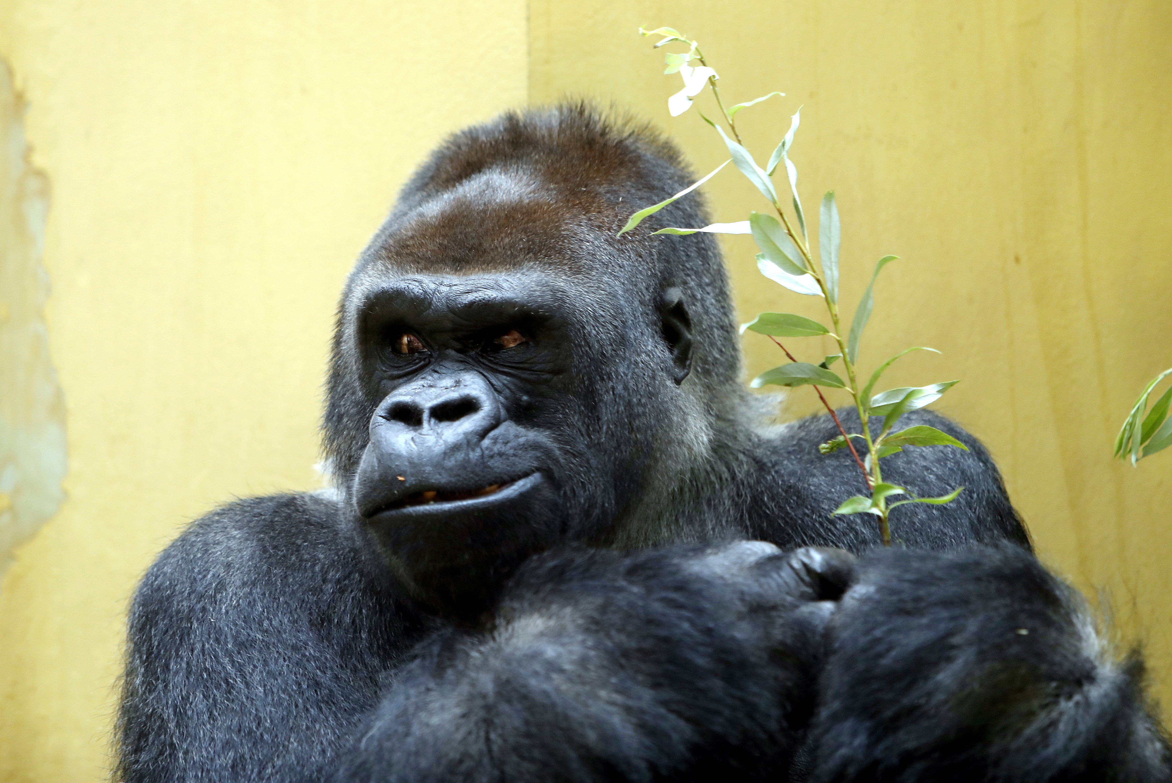 N'Gola, the silverback male of the gorilla group at Zurich Zoo, celebrates his 40th birthday in 2017