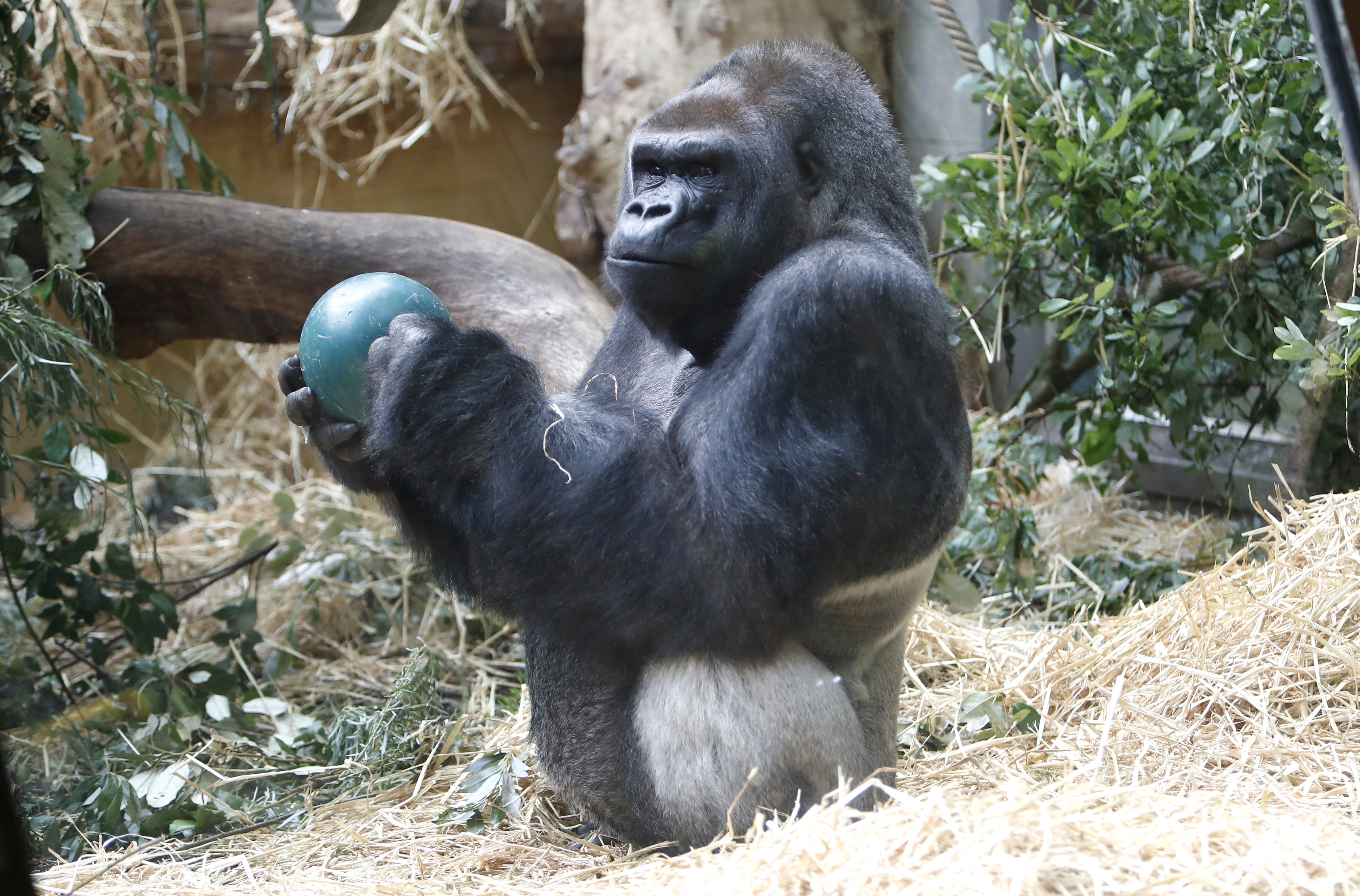 Switzerland Zurich Zoo Gorilla