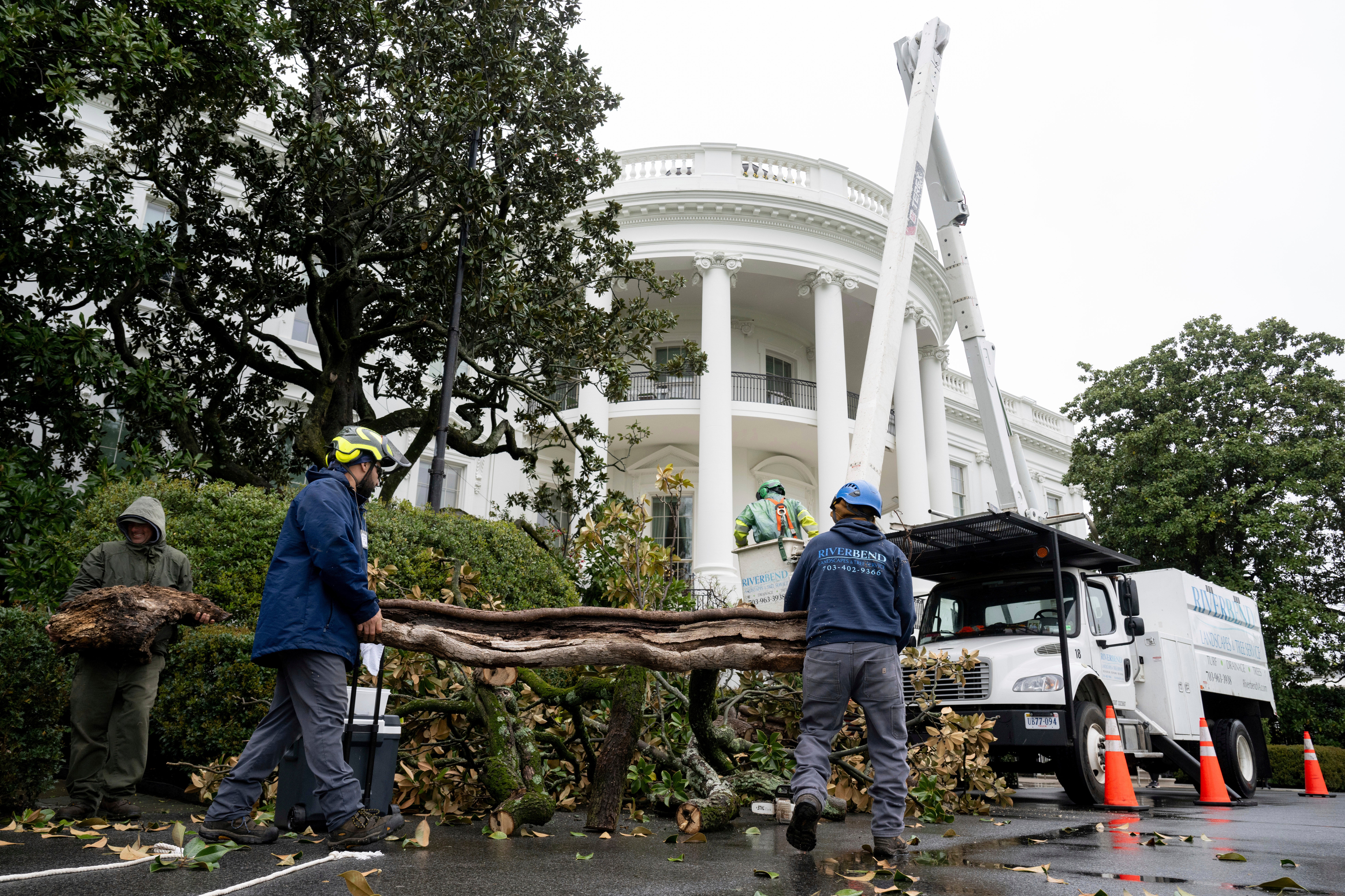 Workers on Monday remove a magnolia tree believed to have been planted nearly 200 years ago by former President Andrew Jackson, on the South Lawn of the White House