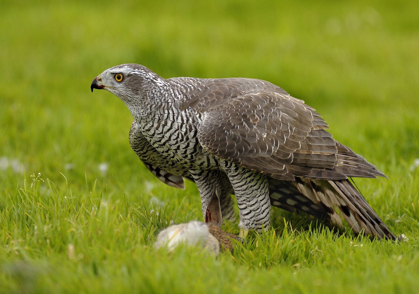 The Nicholas brothers accused Mr Thomas of causing so much noise on his land that it killed three valuable falcons - one of them a race-winner worth £150,000 alone. Generic image of Goshawk.