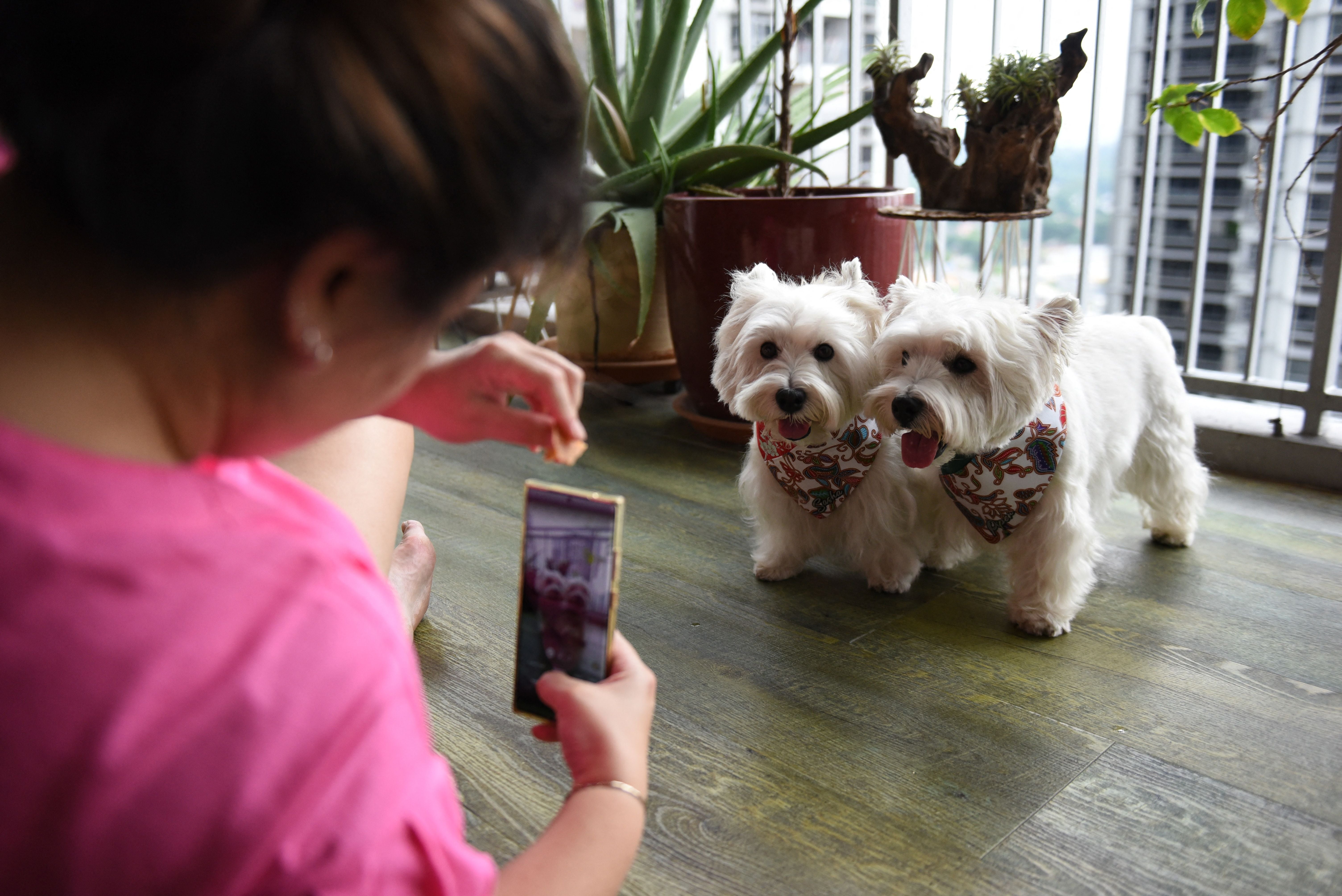Dog owner Carrie Er filming her pet white terriers Sasha and Piper (R) at her home in Singapore