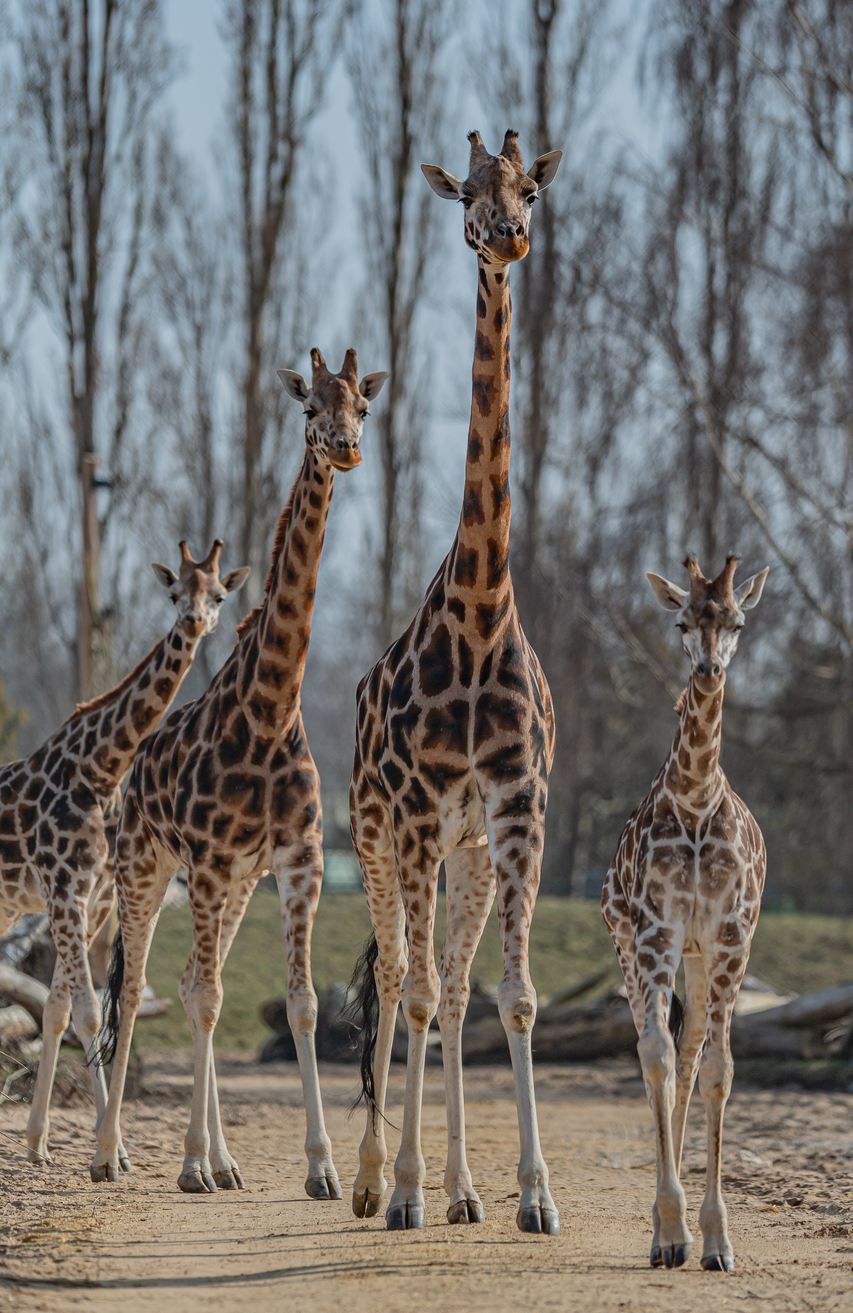 A herd of rare northern giraffes in Chester Zoo's new Heart of Africa