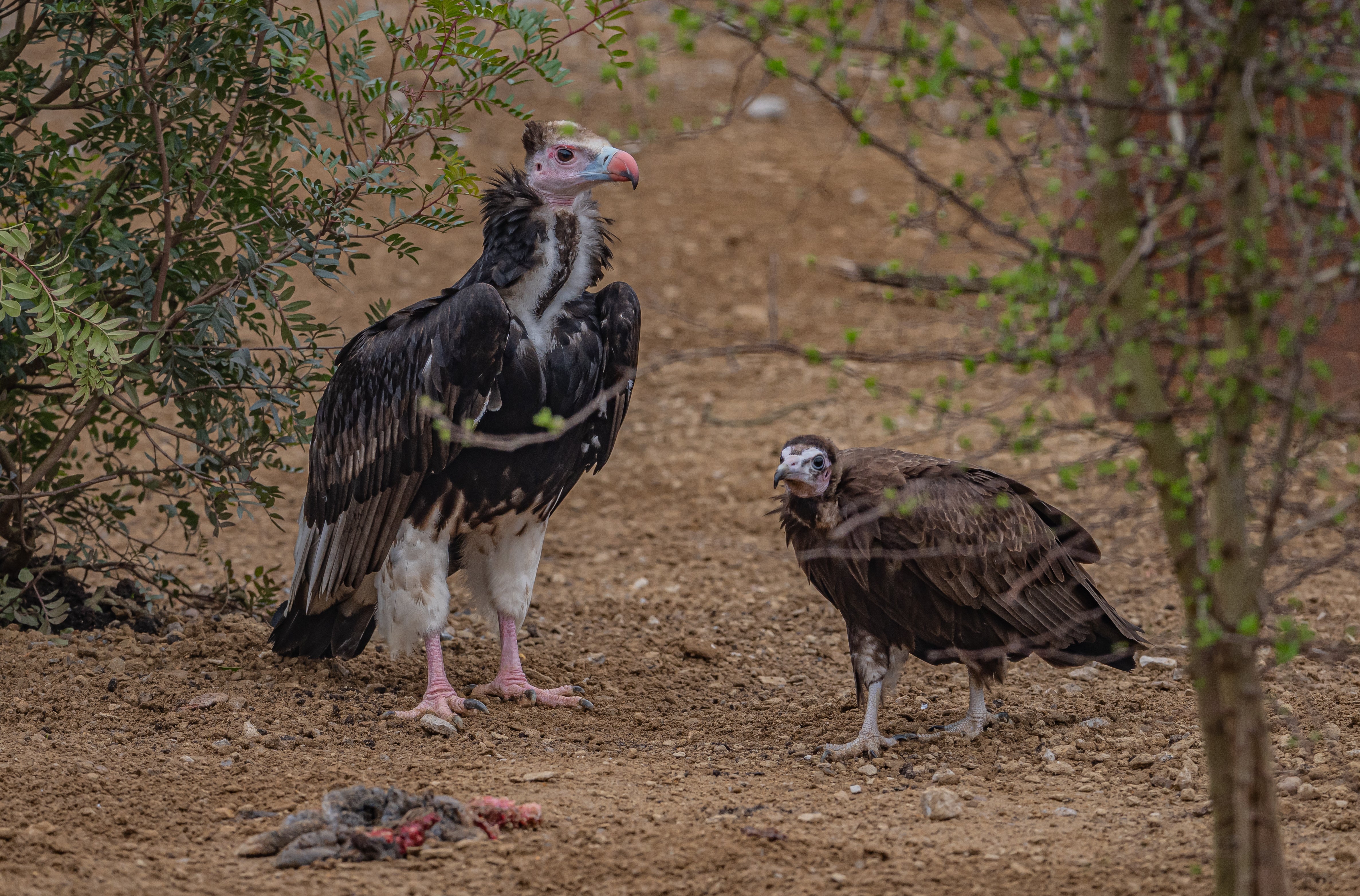 For the first time, critically endangered white-headed and hooded vultures will be found in Chester Zoo's new Heart of Africa habitat