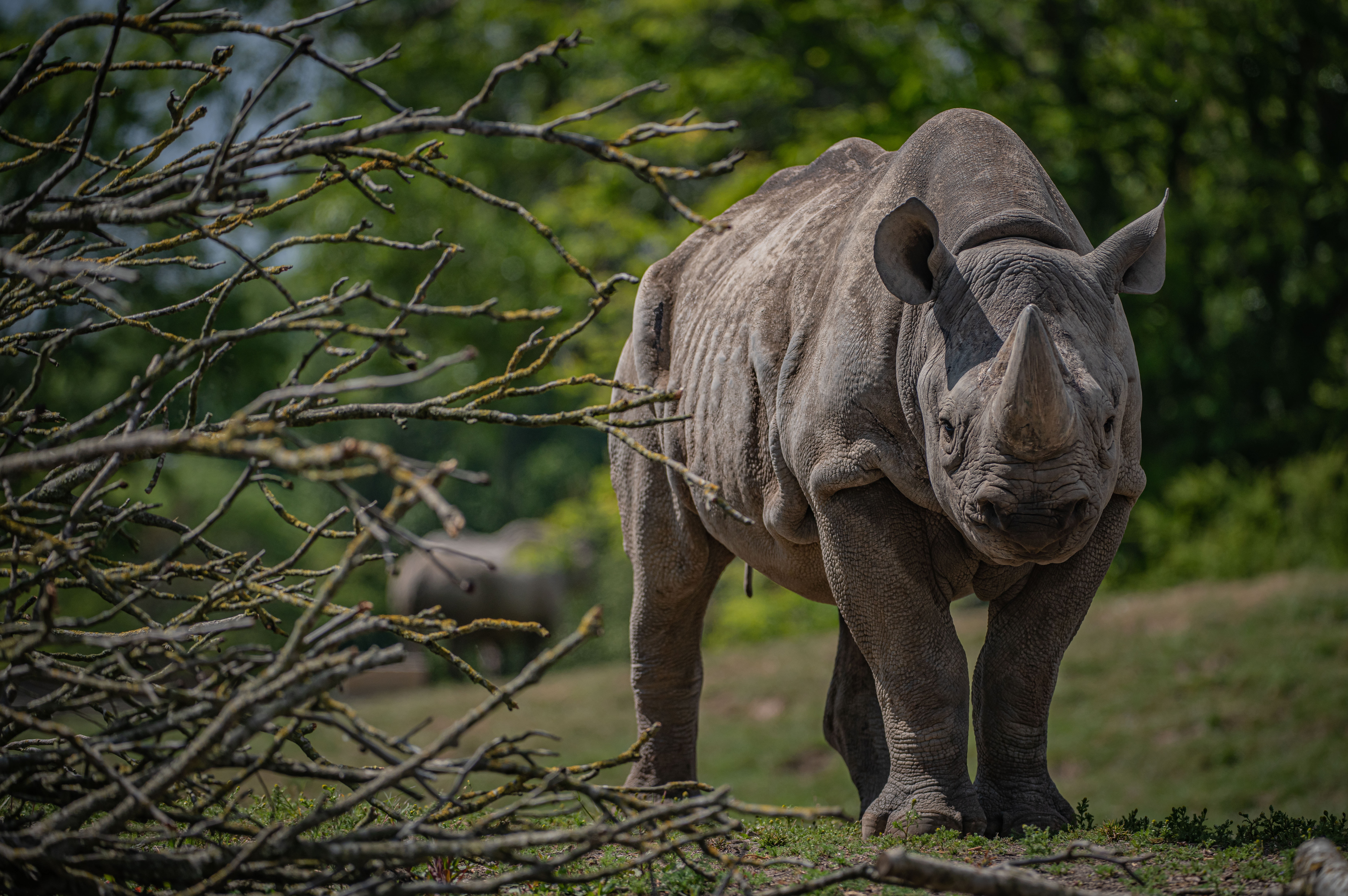 Critically endangered eastern black rhino in Chester Zoo's new Heart of Africa zone