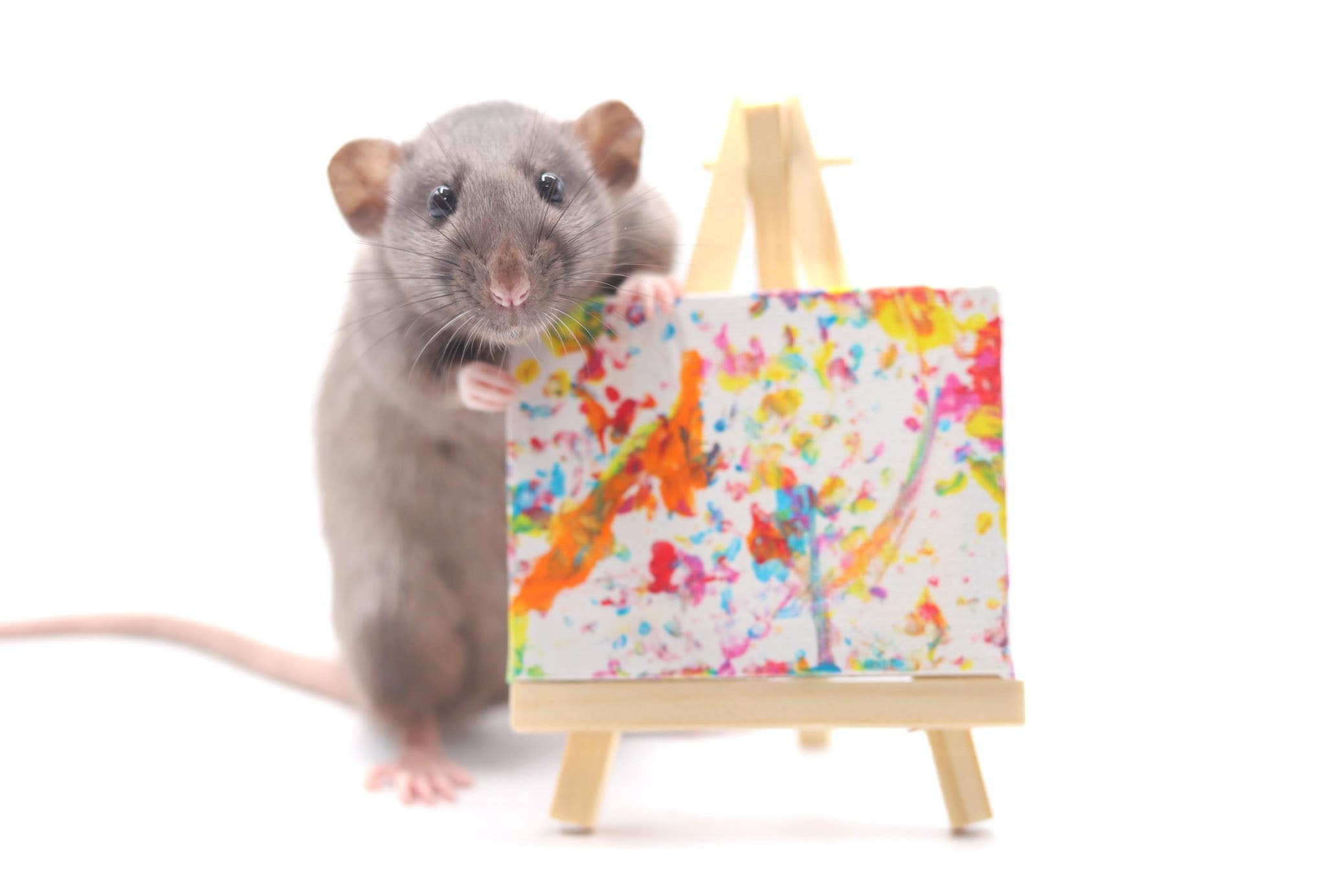 One of Steph Toogood’s rats next to its painting (Steph Toogood/Toogoods Tiny Paws/PA)