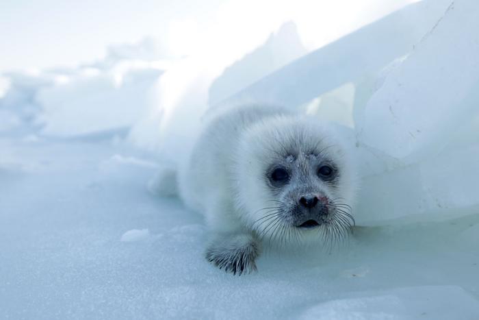 Caspian seals are one of many species that rely on the Caspian Sea. Hundreds of fish and invertebrates also live there