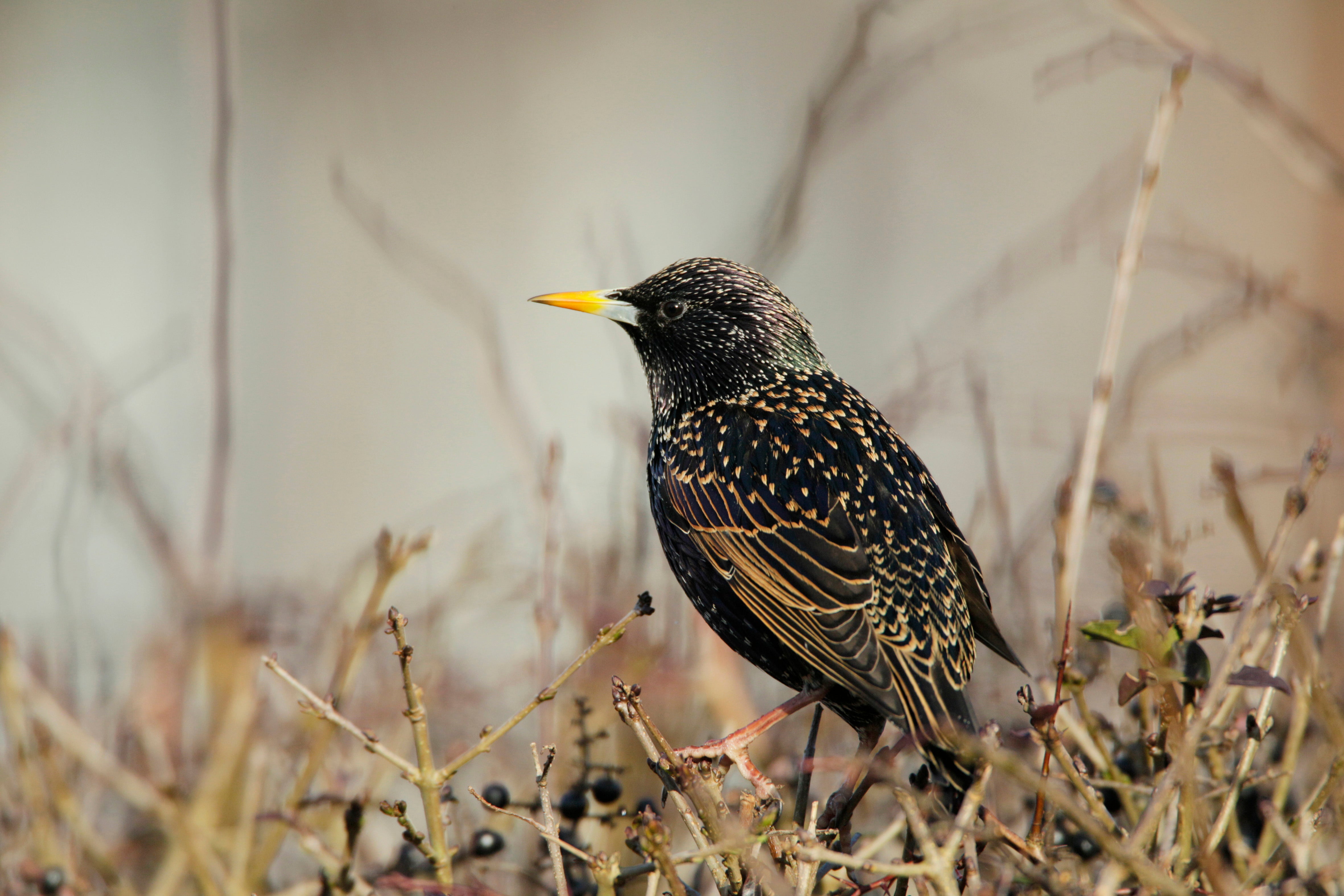 A starling.