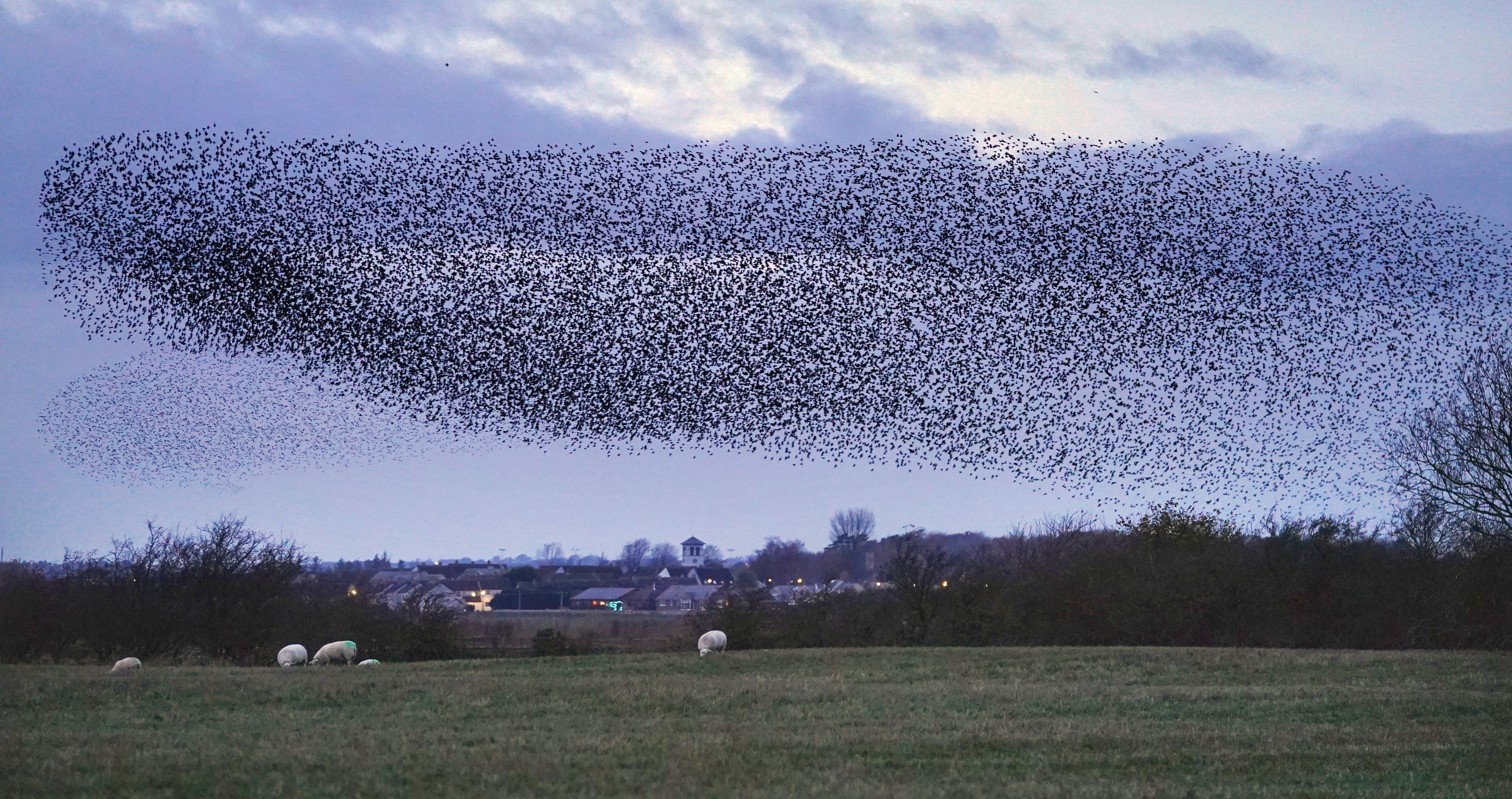 A murmuration of hundreds of thousands of starlings flying over a field at dusk in Cumbria