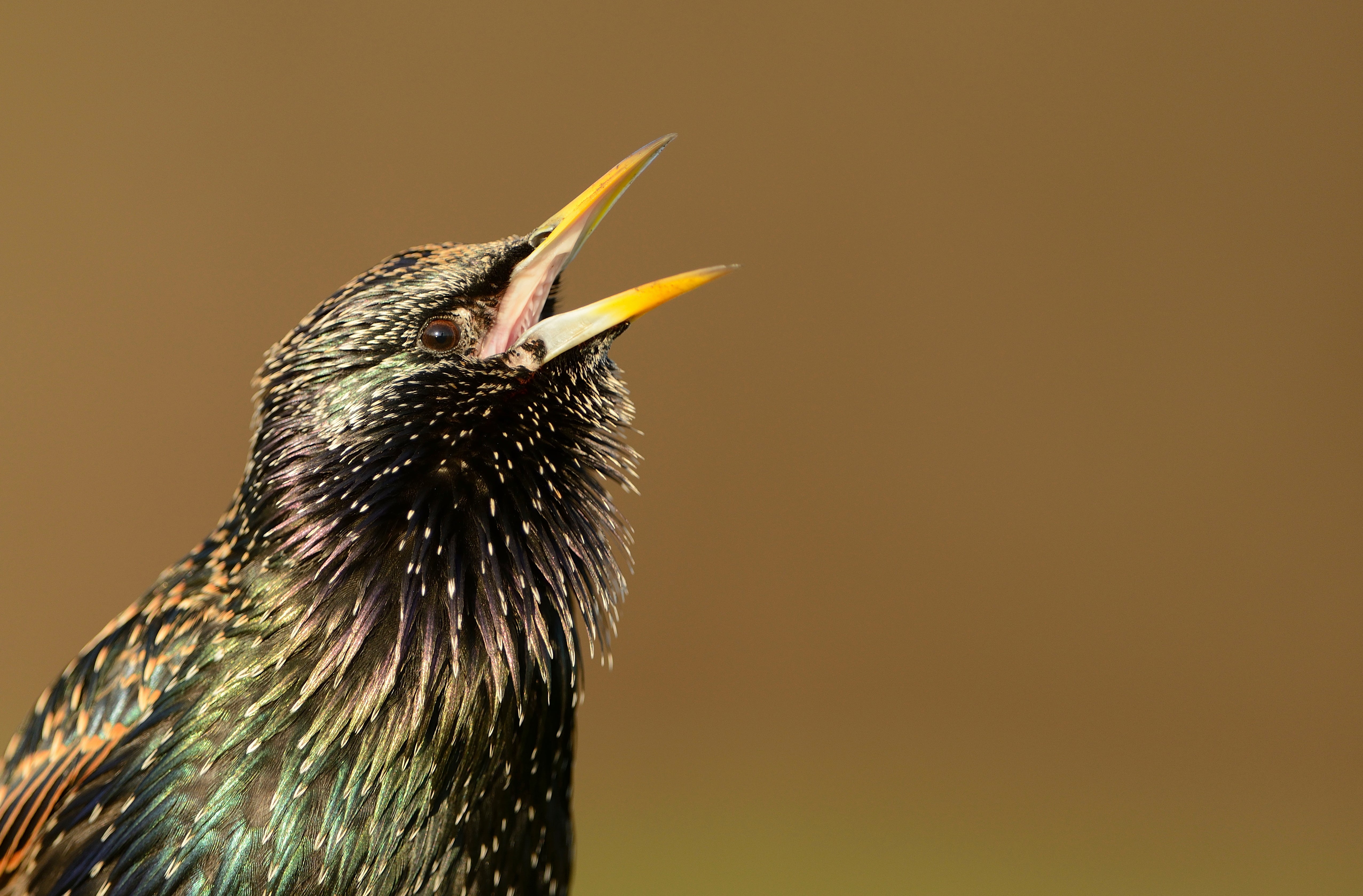 The lowest number of starlings on record have been spotted in the RSPB's long-running Big Garden Birdwatch citizen science scheme
