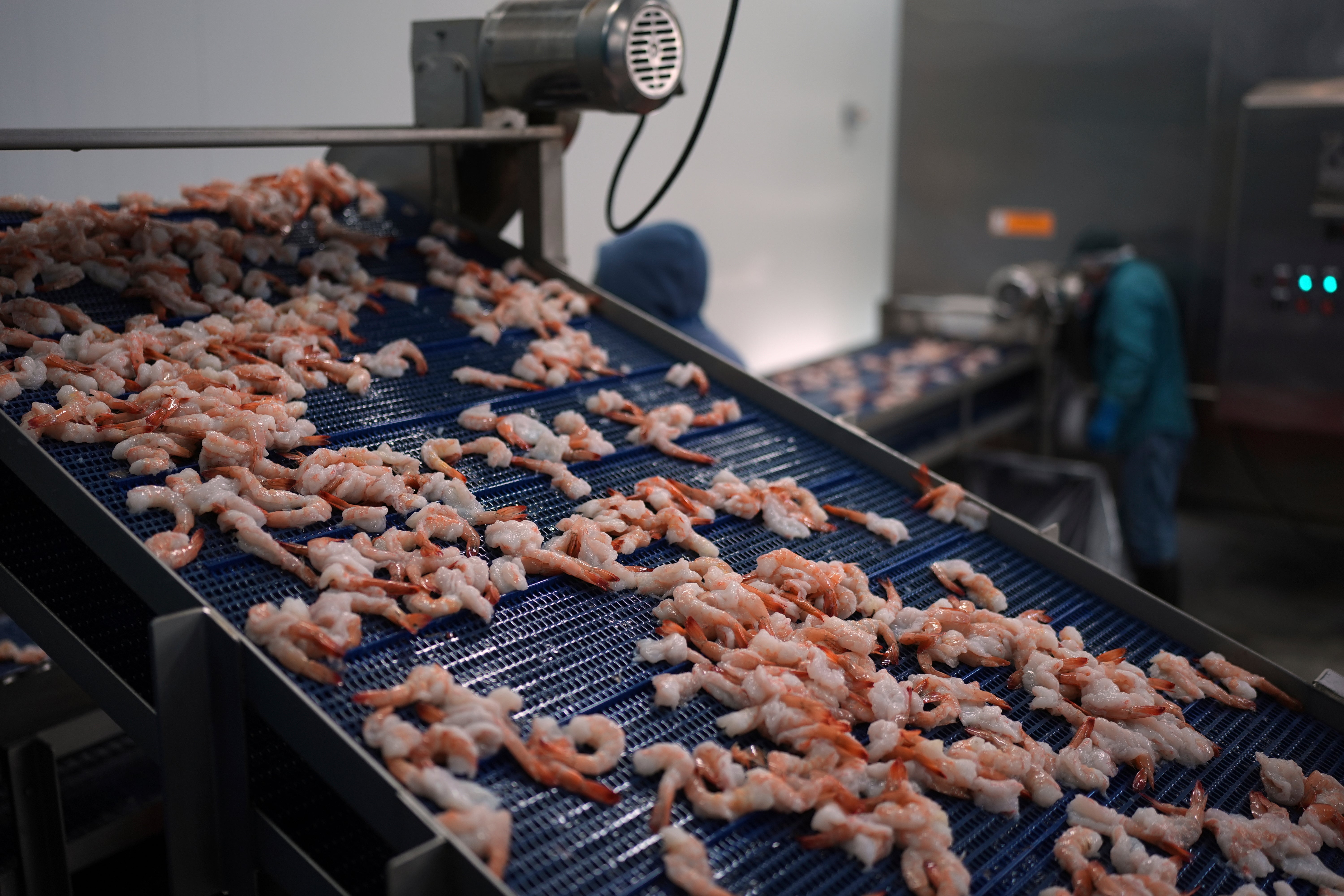 Trump Tariffs Shrimp Industry