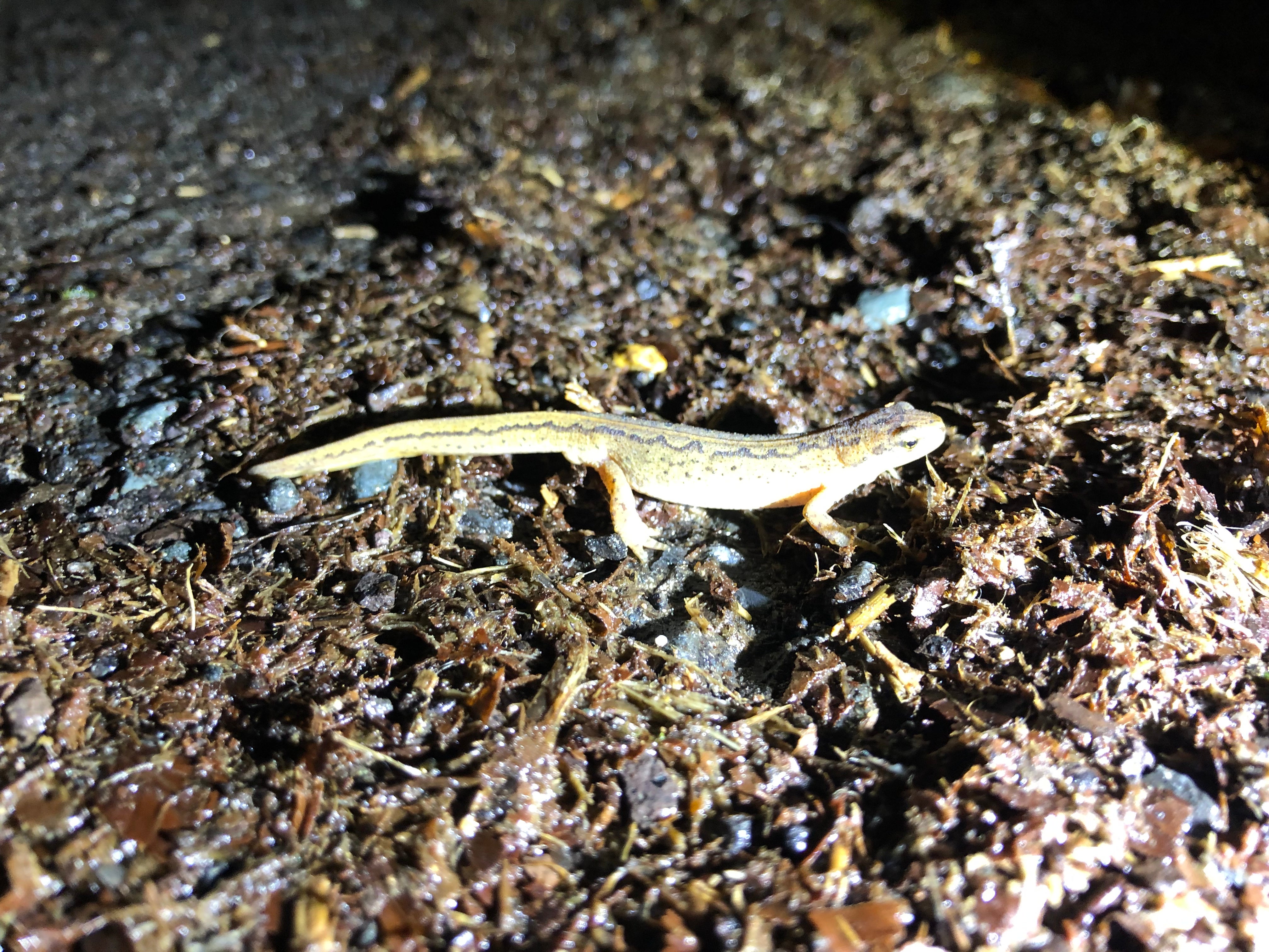 Newts have threatened to block the development of a swimming pool at Boris Johnson’s country manor