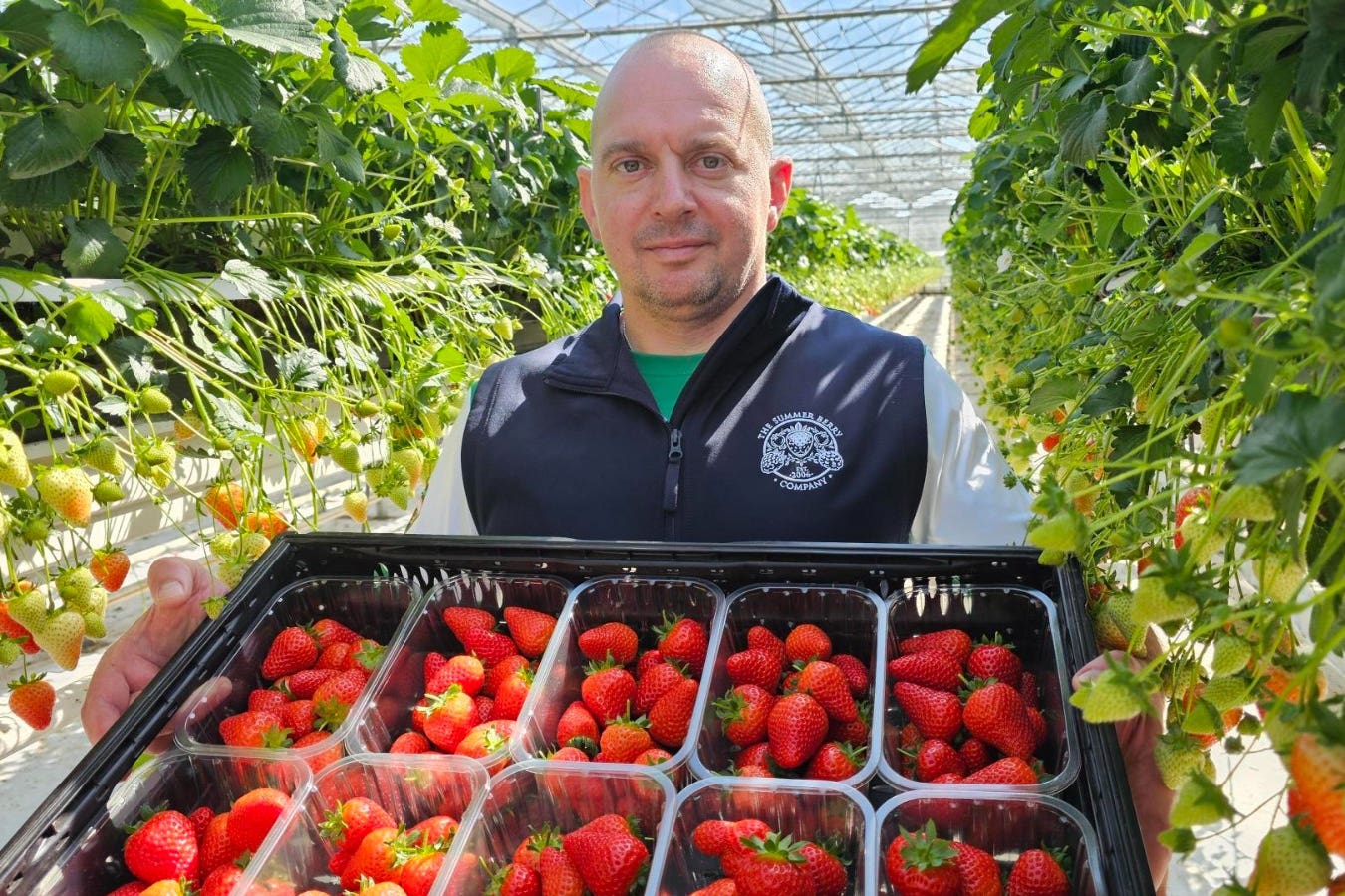 Grower Rumen Purnanov shows off the bumper crop of The Summer Berry Company (The Summer Berry Company/PA)