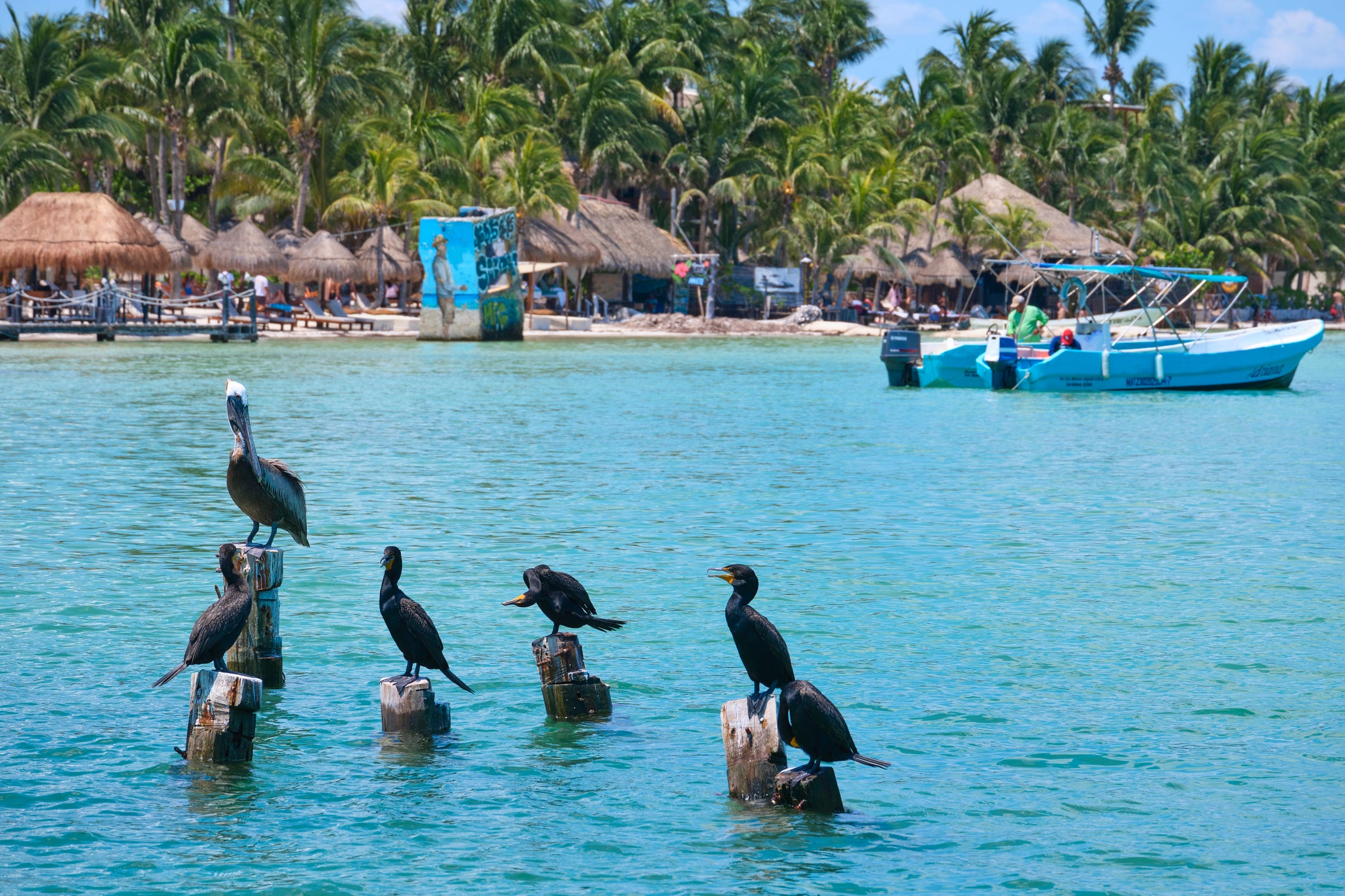 Several cormorants and a pelican rest next to the port of Holbox