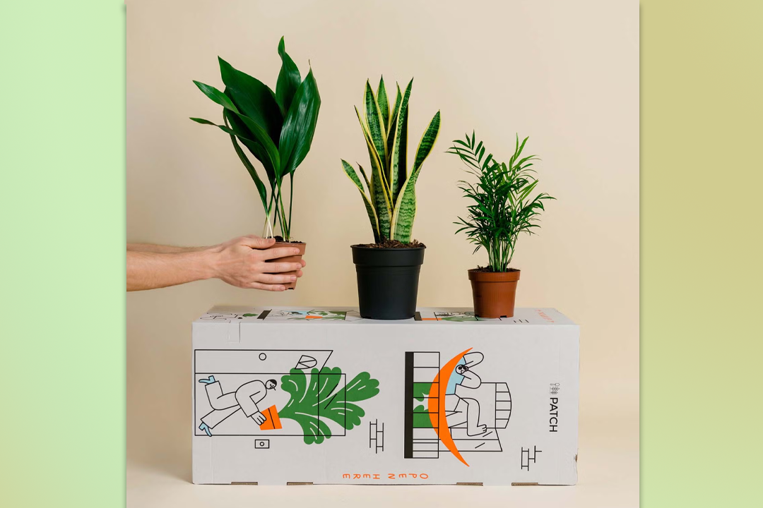 Best places to buy plants for your home and garden in 2025