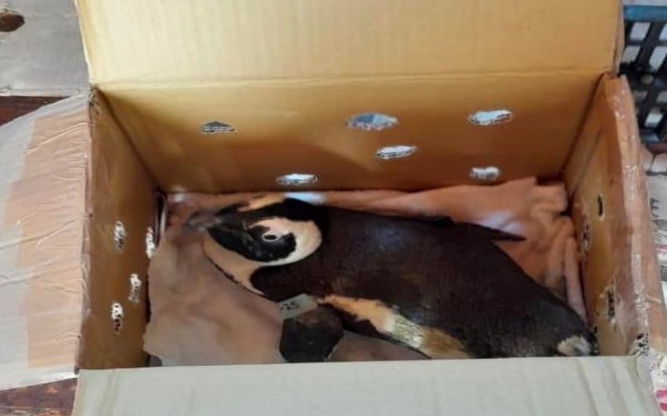 A penguin has been identified as the reason of a helicopter crash in South Africa