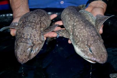 FILE IMAGE: Swell sharks collected during Philippine biodiversity expedition