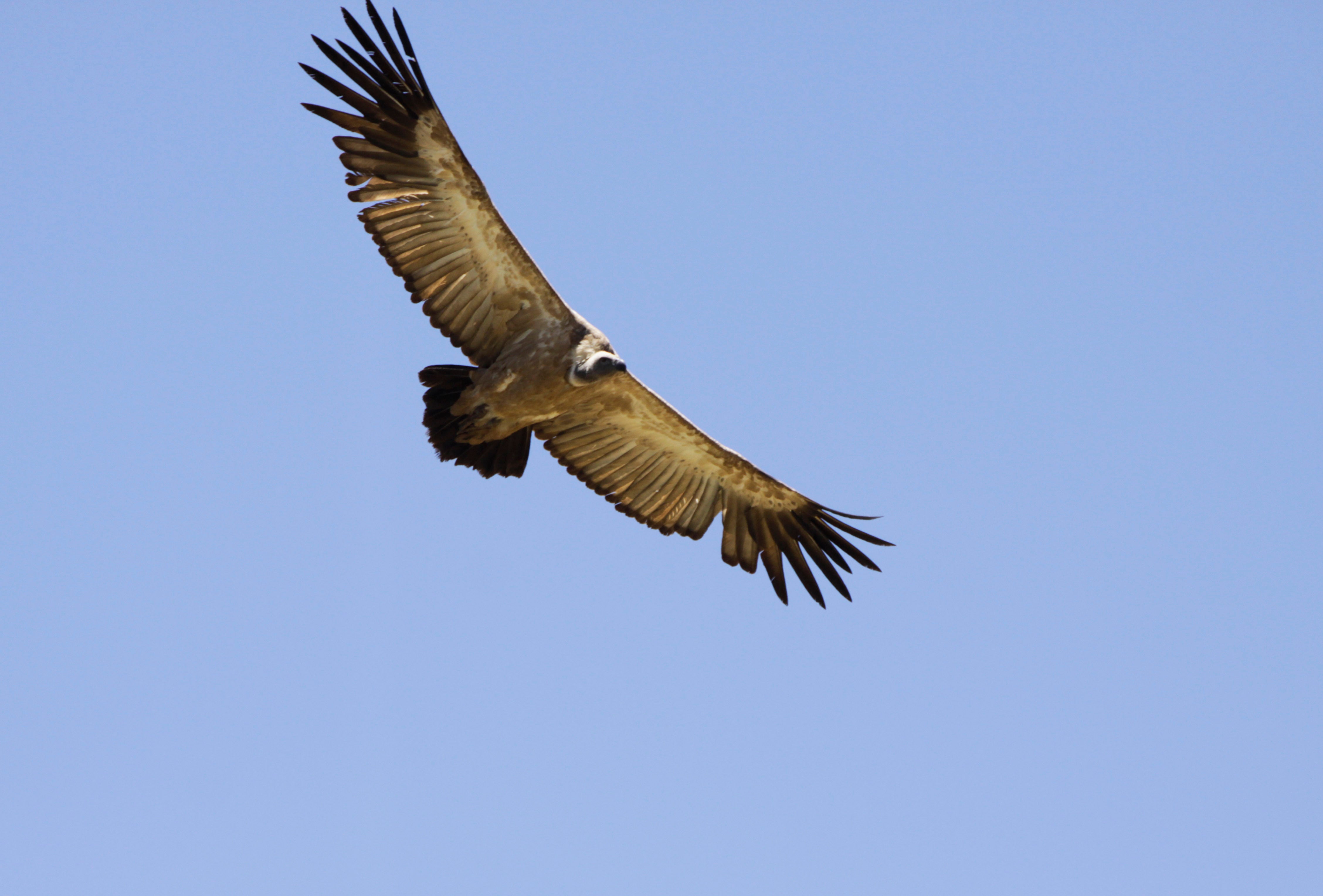 Vultures have an image crisis and are among the least loved animals in the world