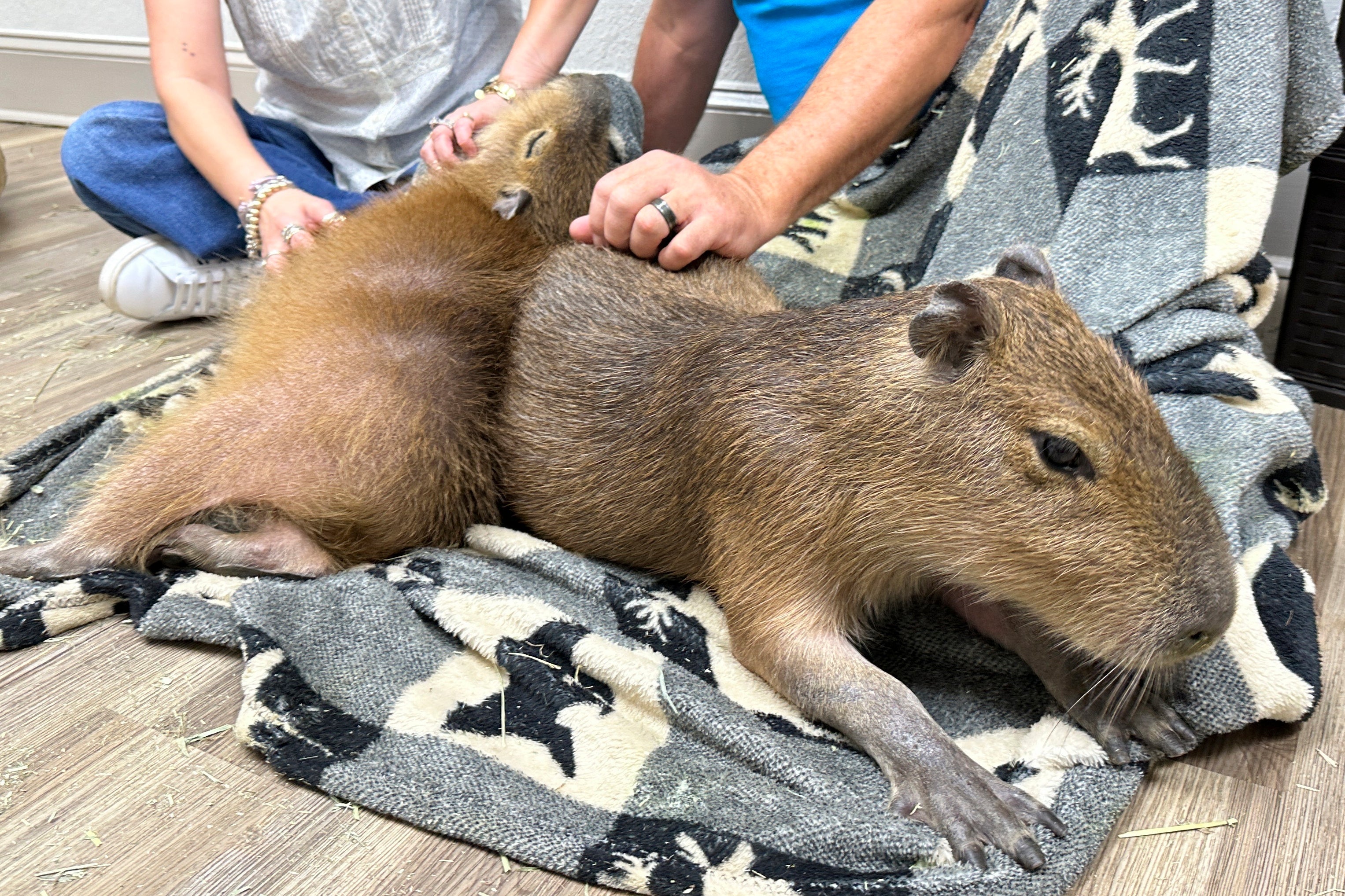 A capybara gets scratches from visitors